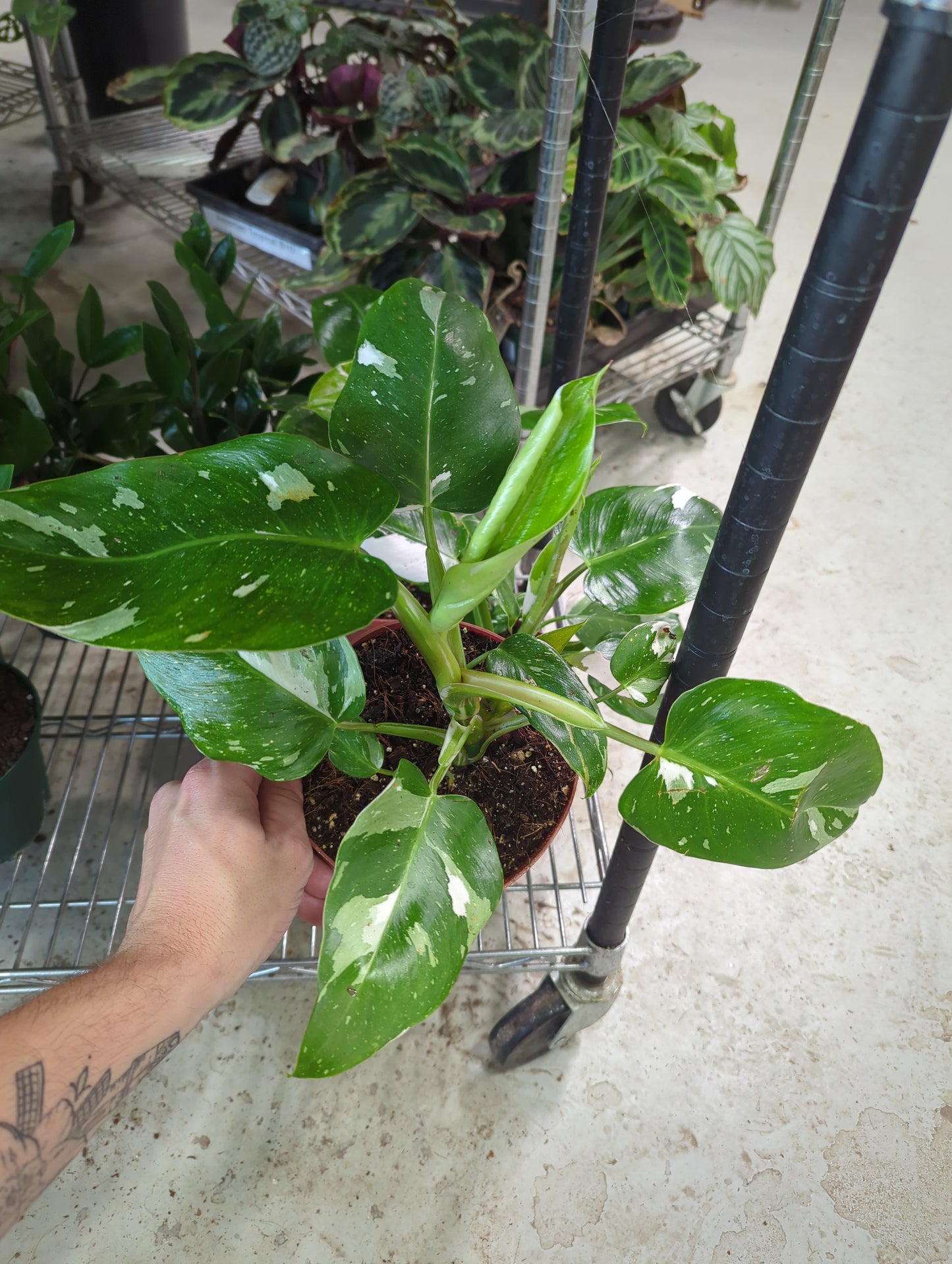 6 in Philo White Wizard