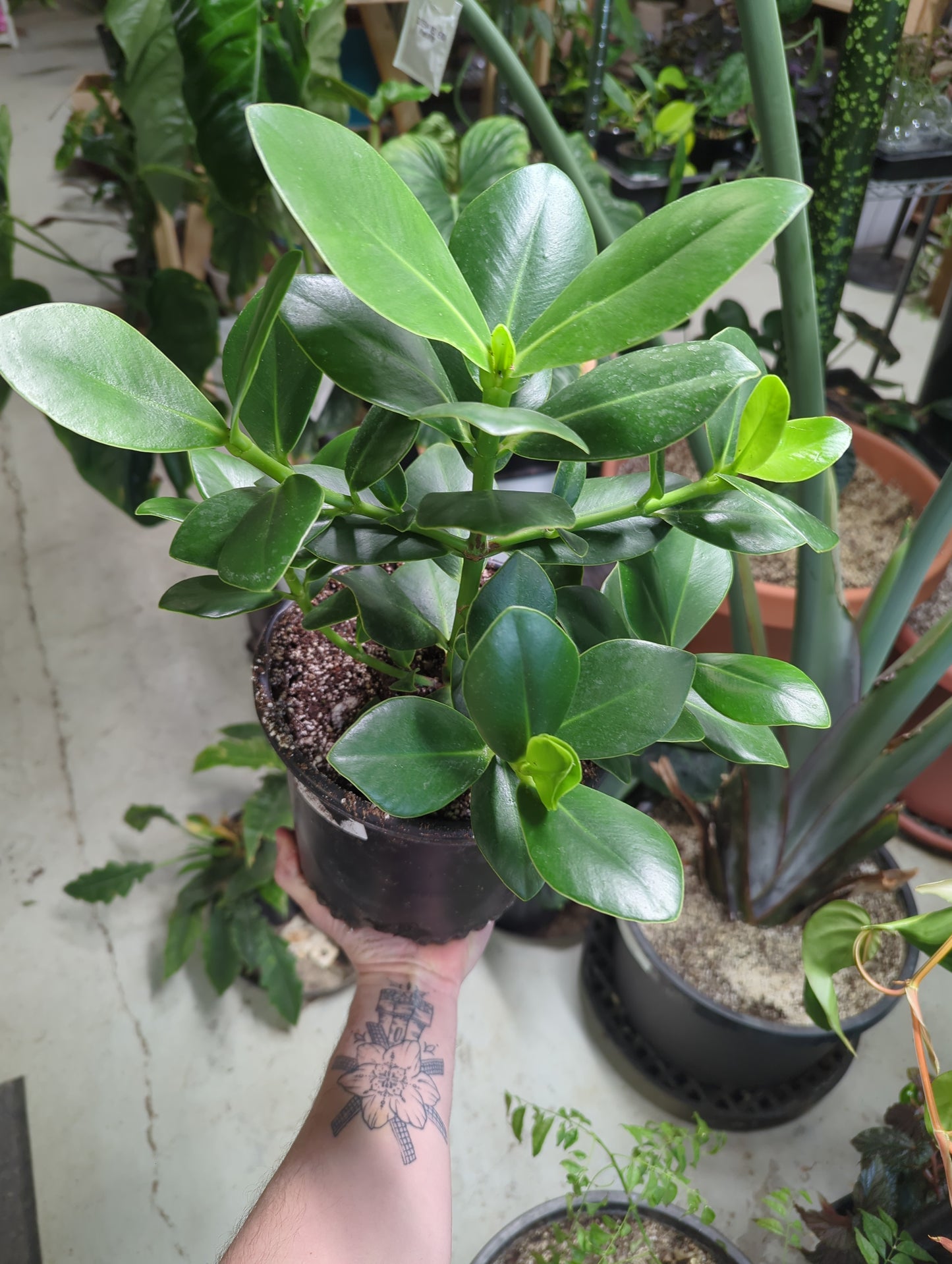 Clusia Princess Autograph Plant