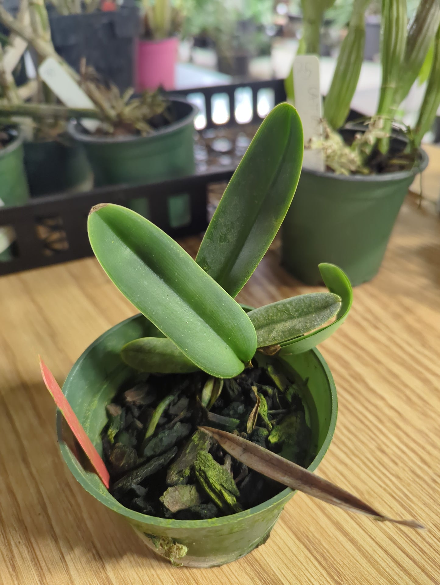 Cattleya Maxima Didier
