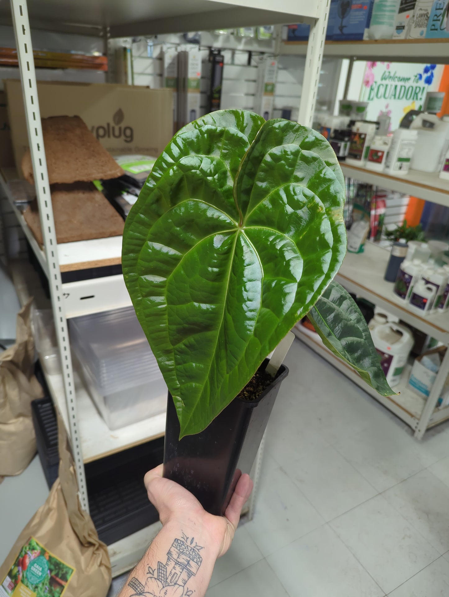 6 inch Ant. Forgetii X Ant. Luxurians