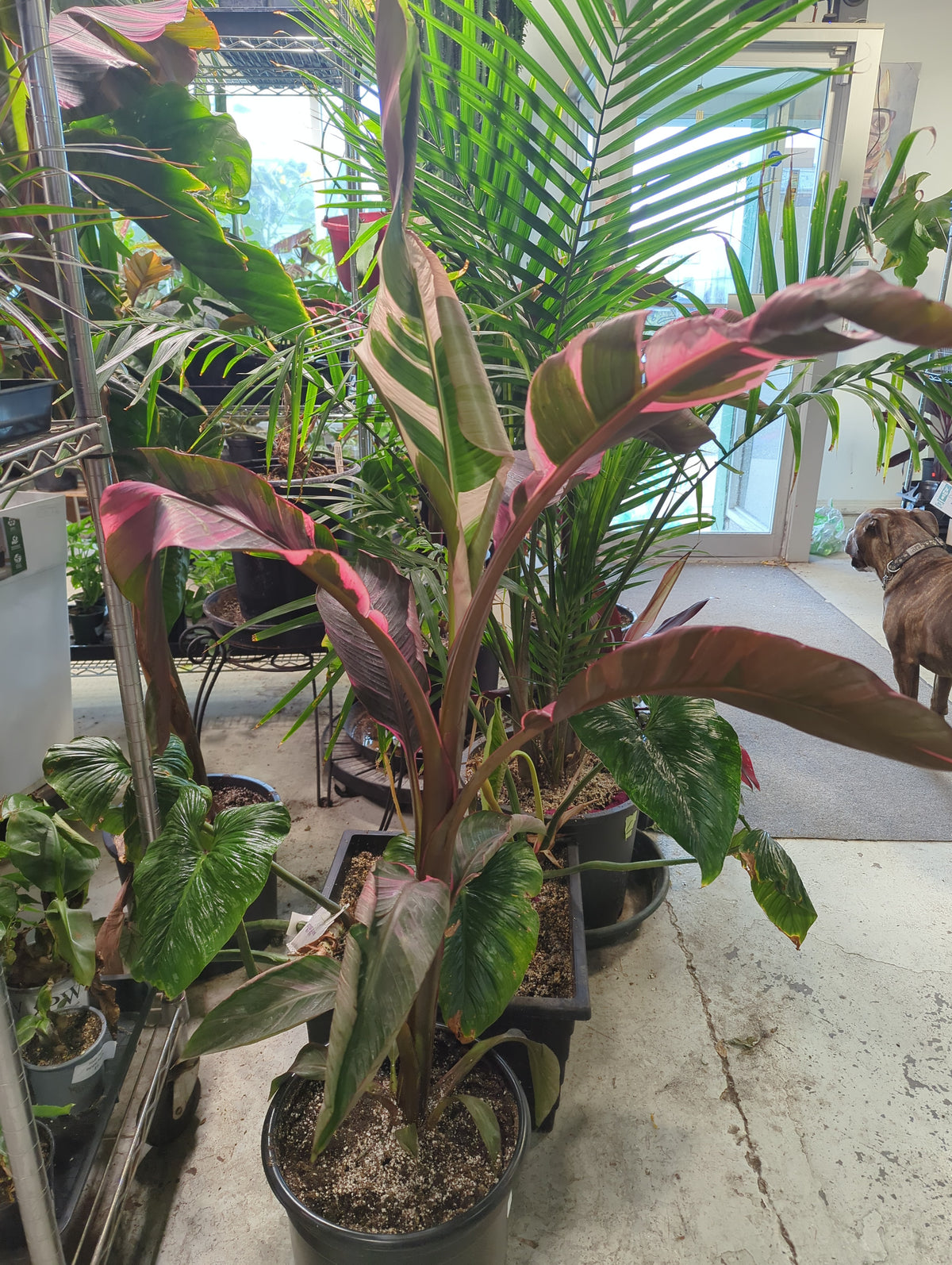 Musa NoNoPink Variegated Banana