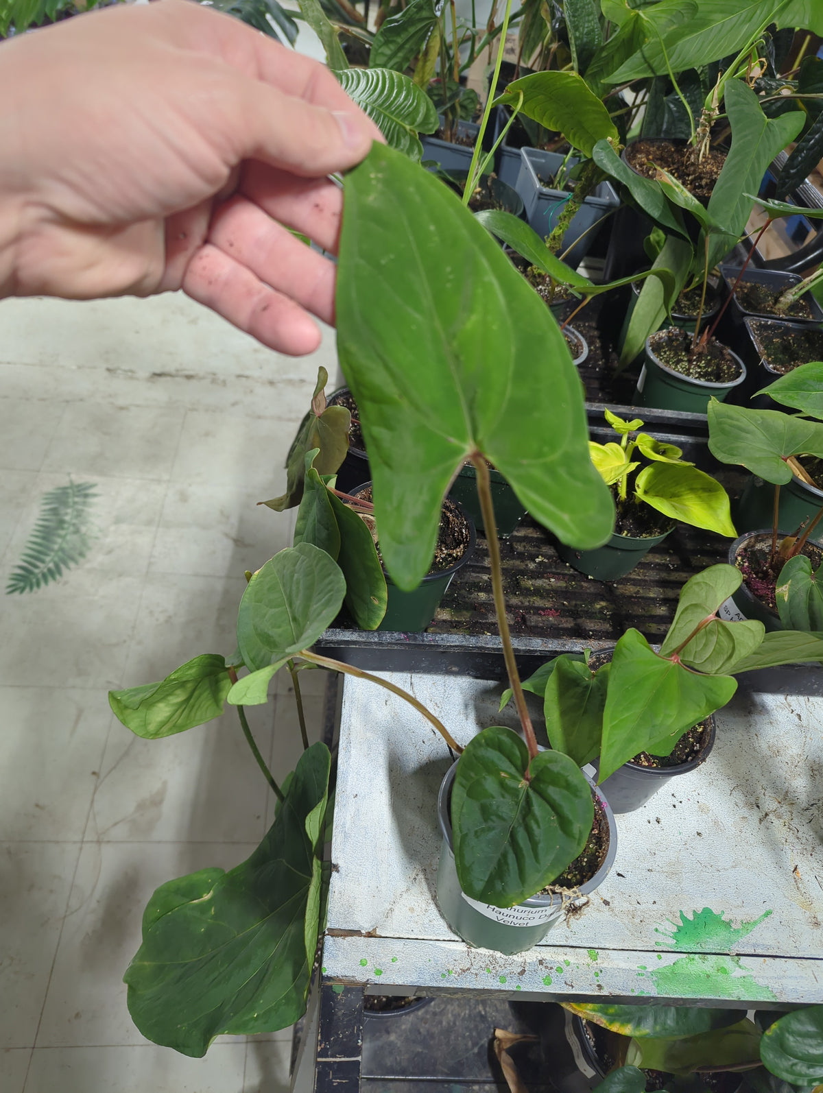 Anthurium SP Haunuco Dark Velvet