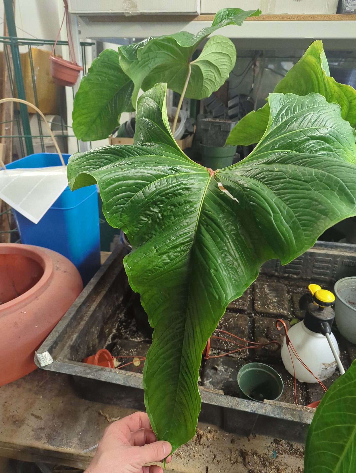 Anthurium insigne cf