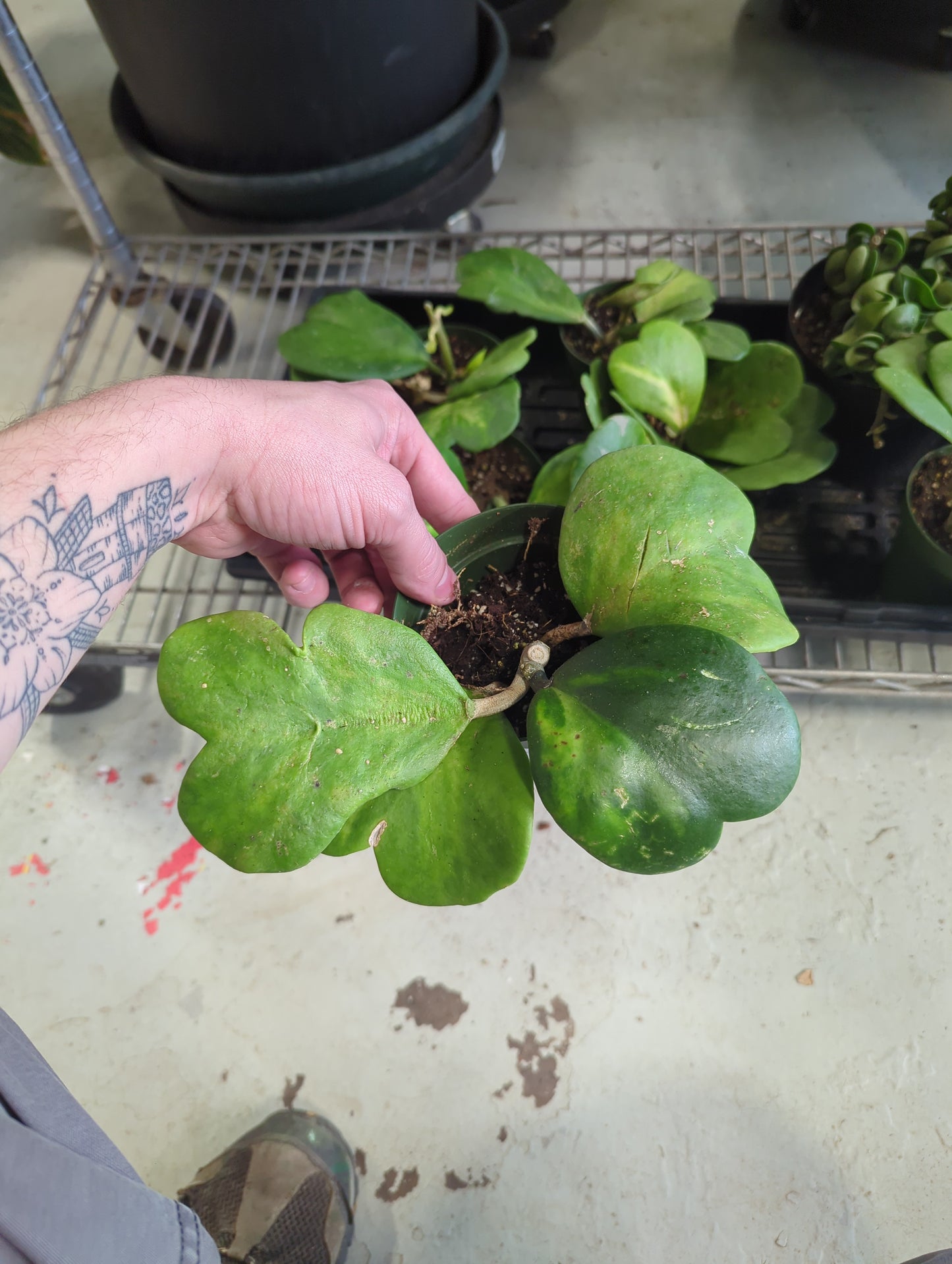 Hoya Kerri Vari Vine