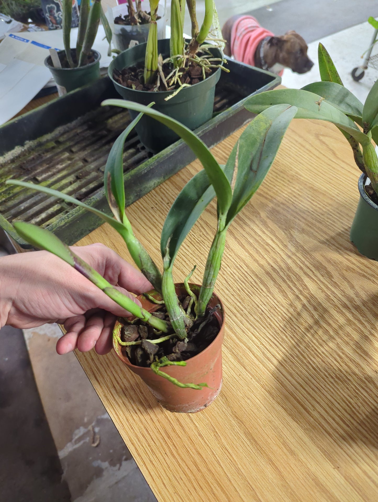 Cattleya Unknown Hybrid