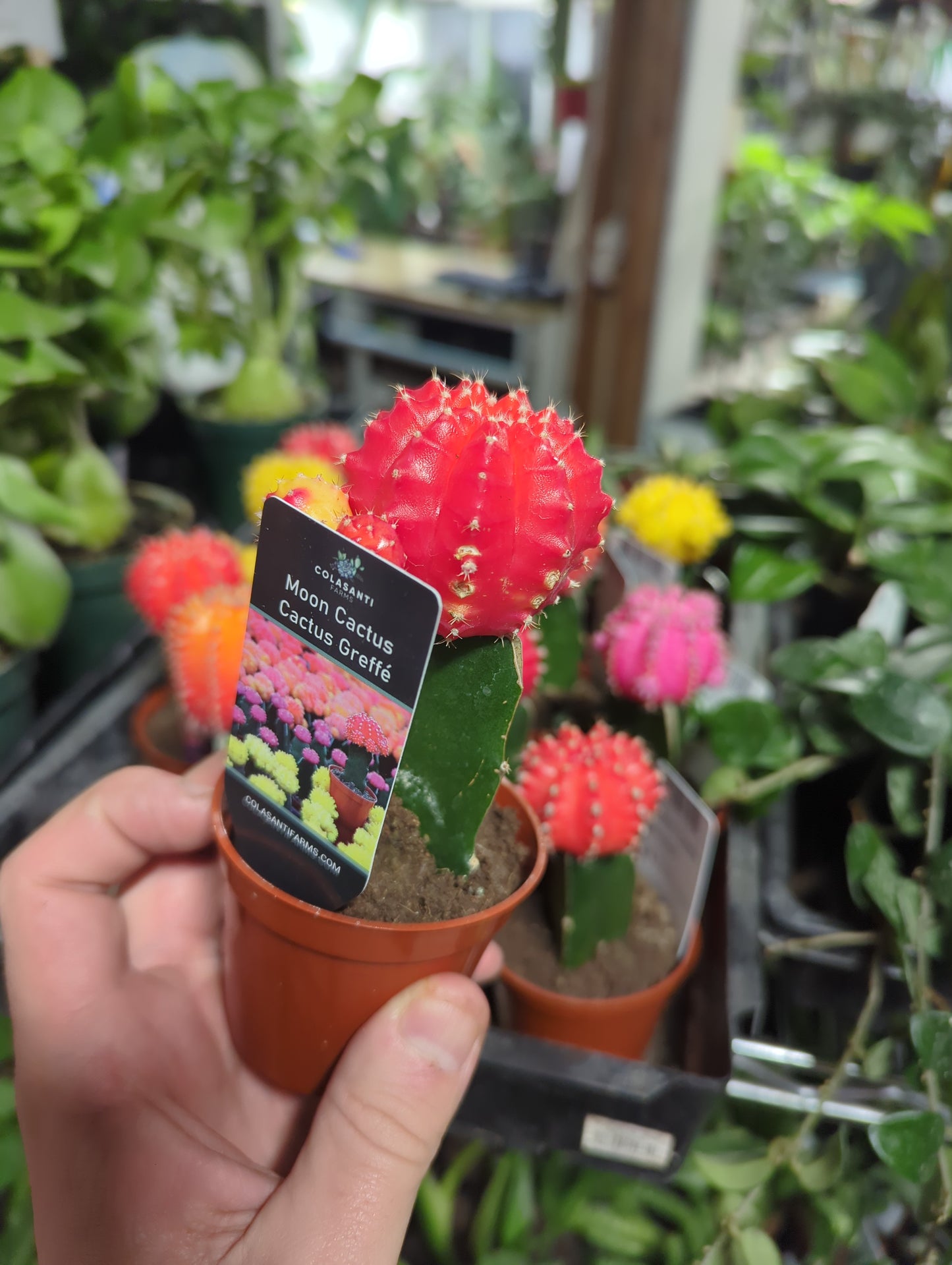 Grafted Moon Cactus 2.5"