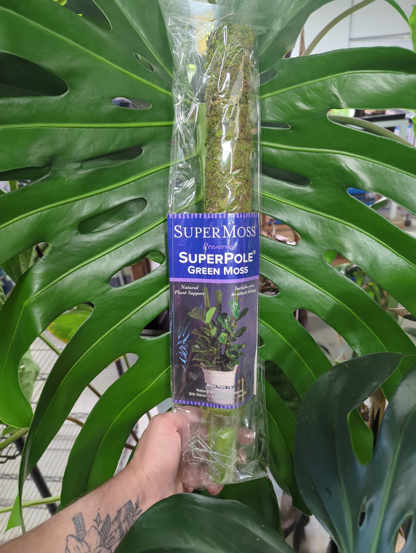 Moss Pole Preserved Fresh Green 18"