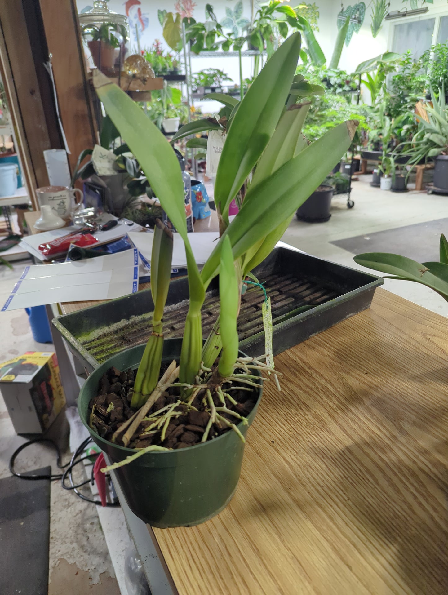 Laelia Superbien Vara Alba