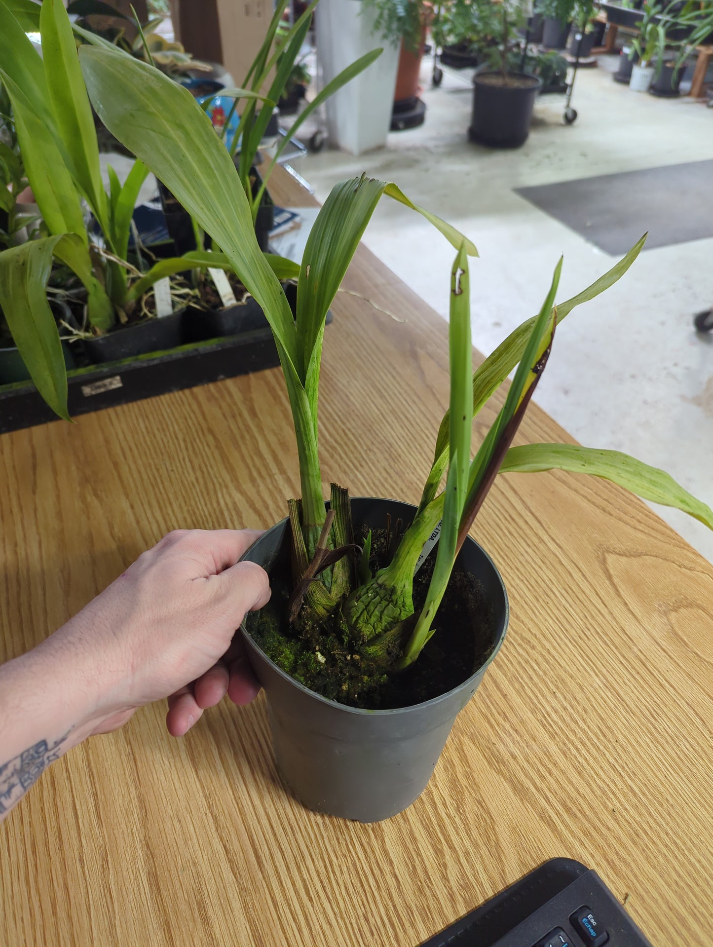 ZYGOPETALUM ZR10 REDVALE "PRETTY ANN"