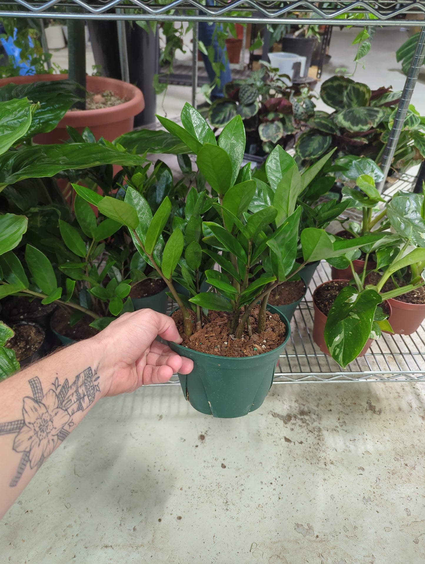 ZZ PLANT 6 INCH ZAMIOCULCAS