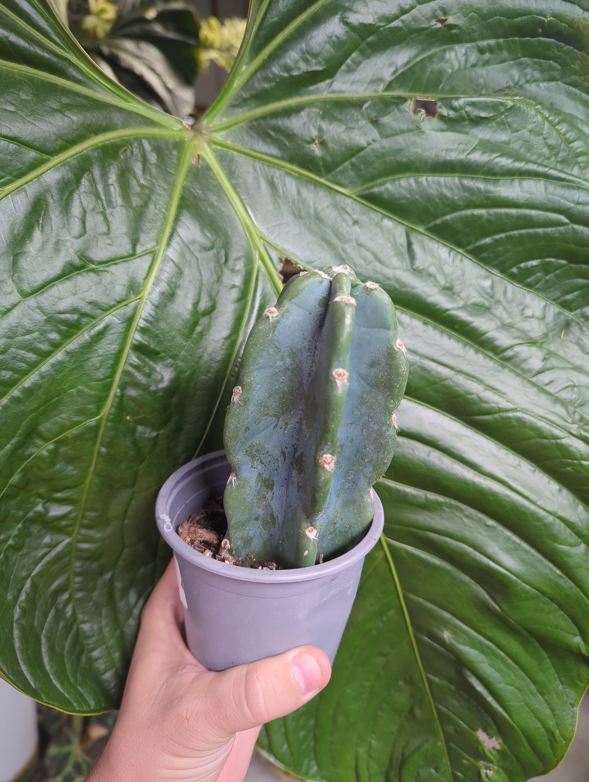Cuddly Cactus