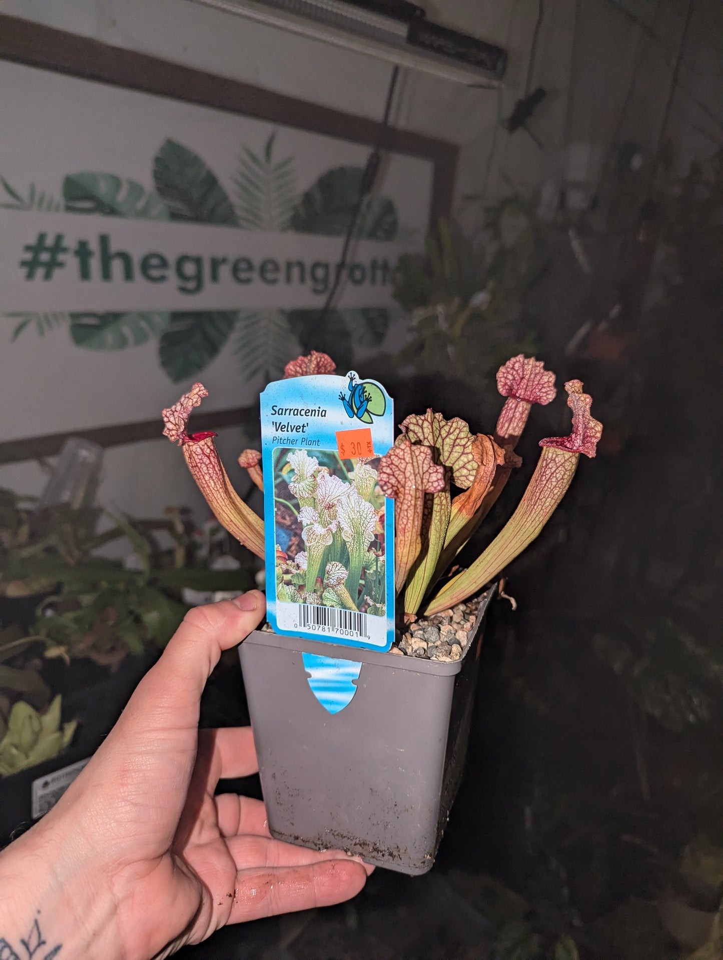 Sarracenia Velvet Pitcher Plant