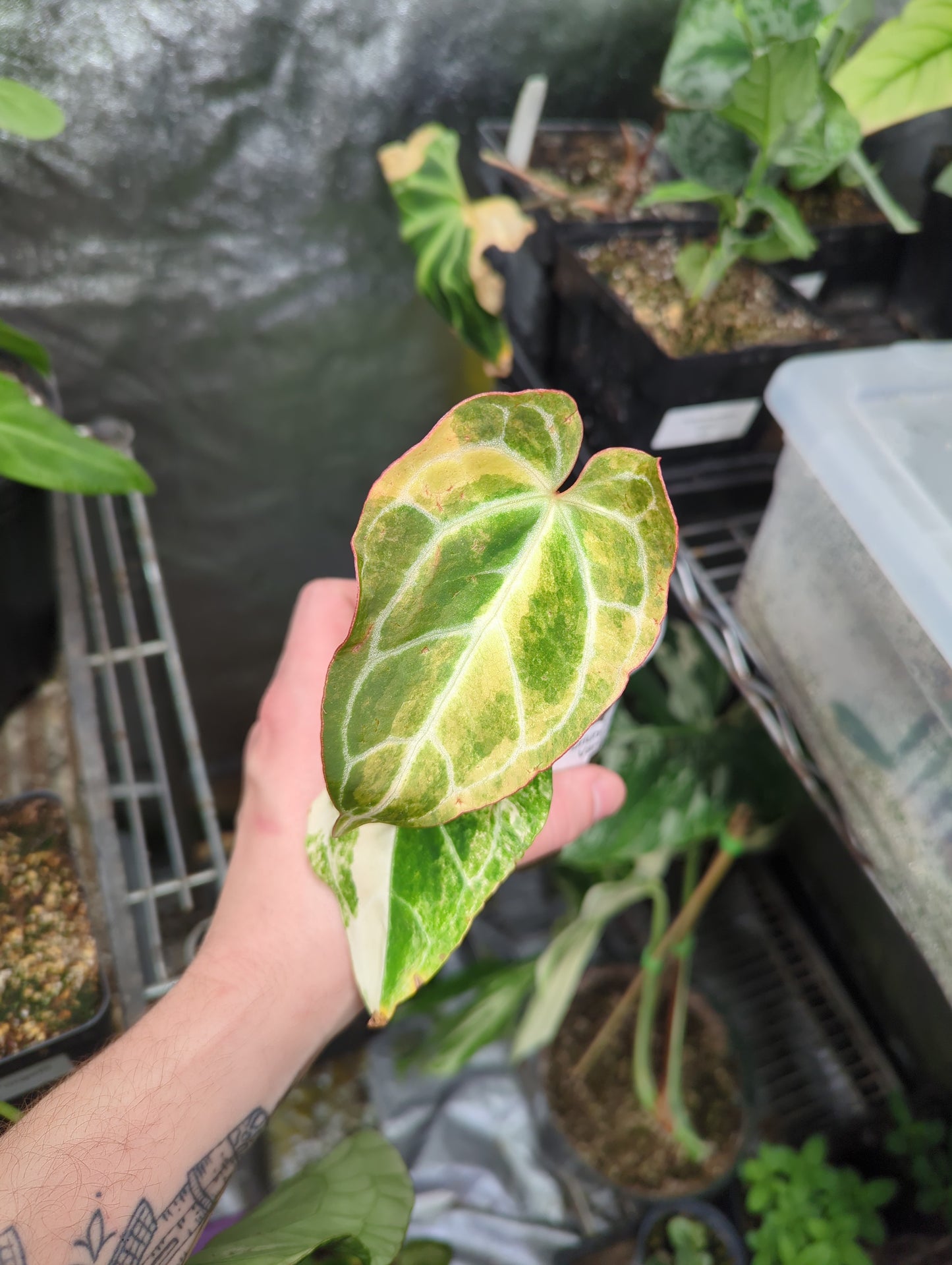 Anthurium Crystallinum Variegated