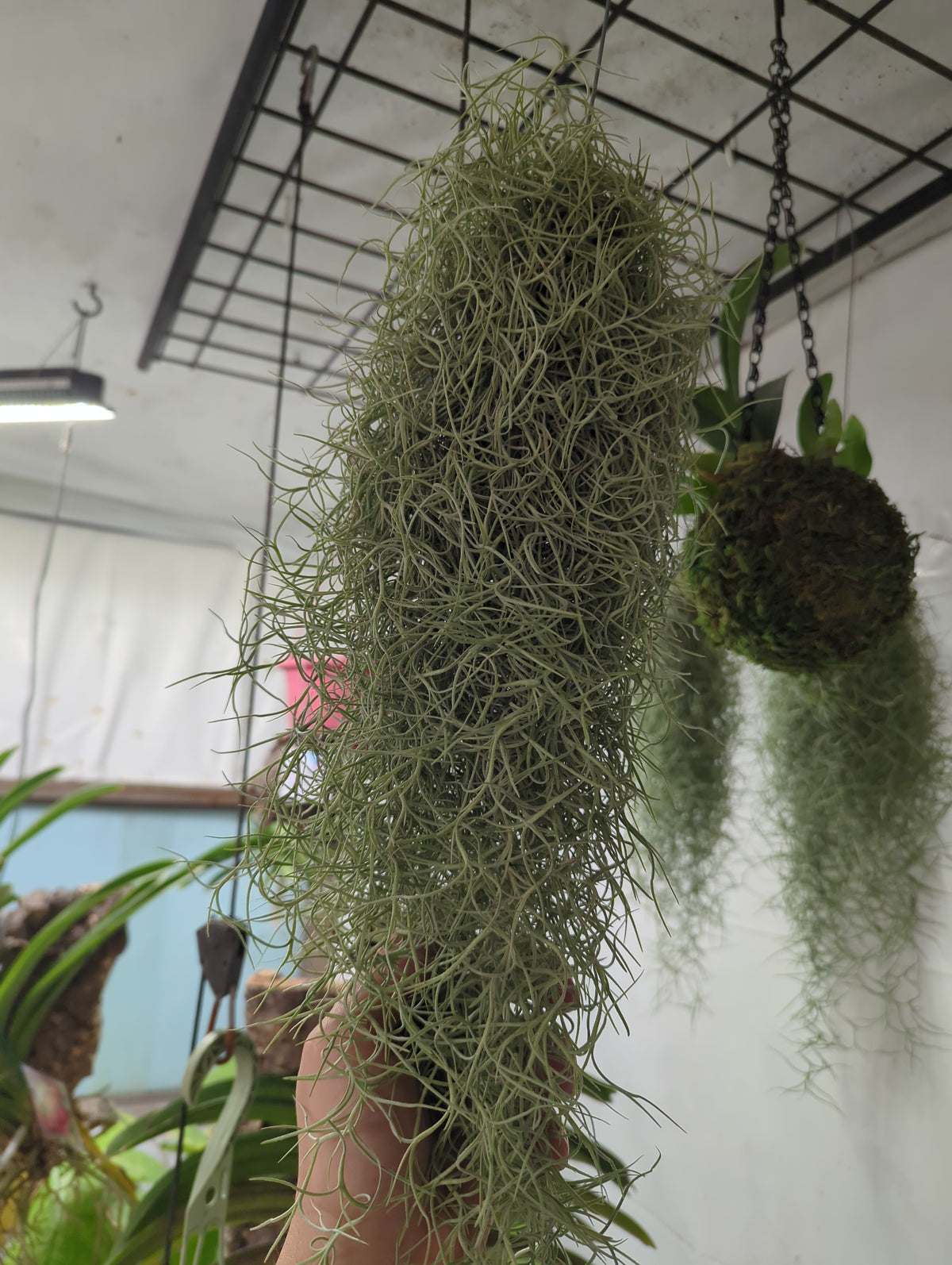 Living Spanish Moss cluster