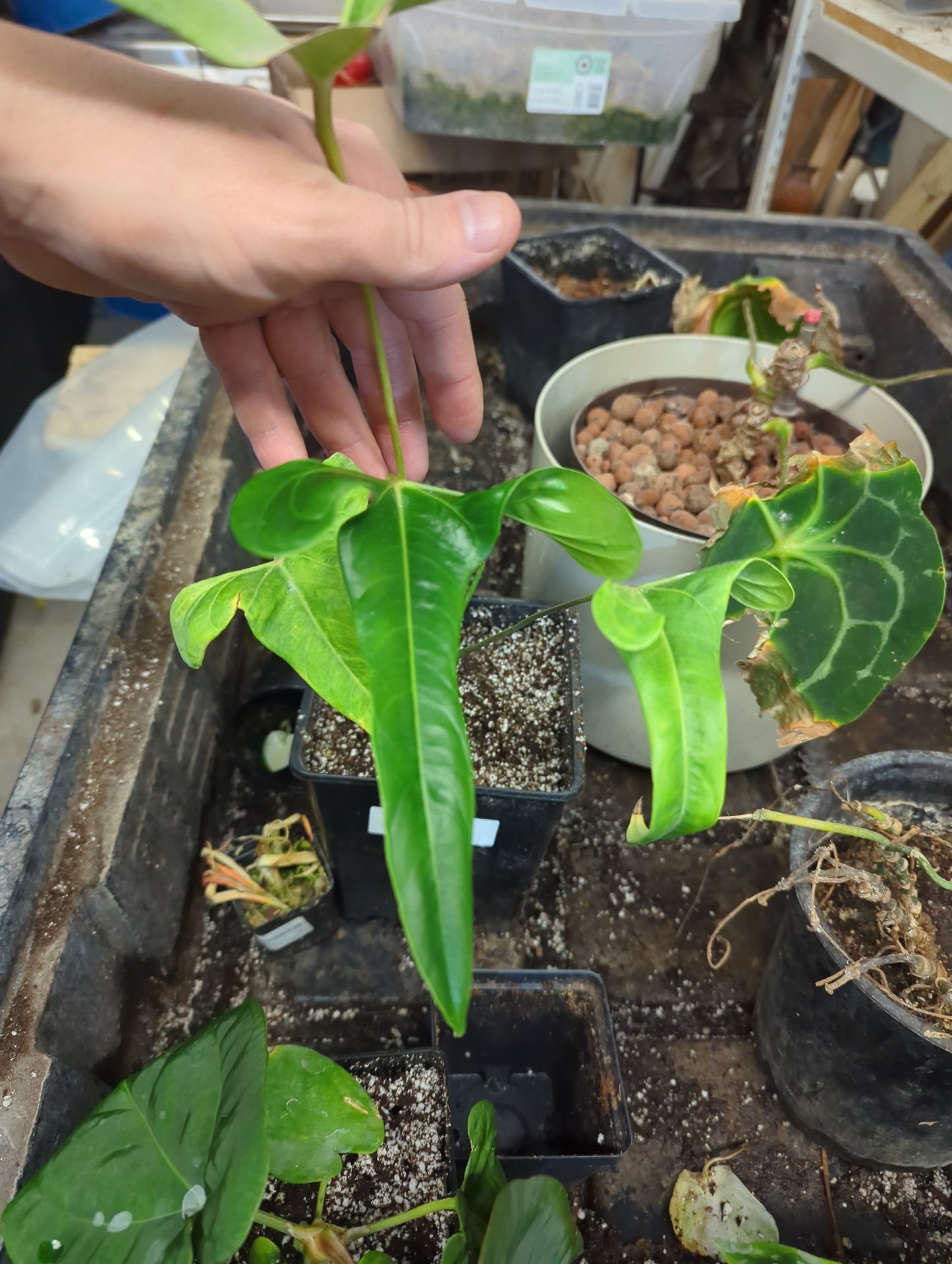 Anthurium Flavolineatum