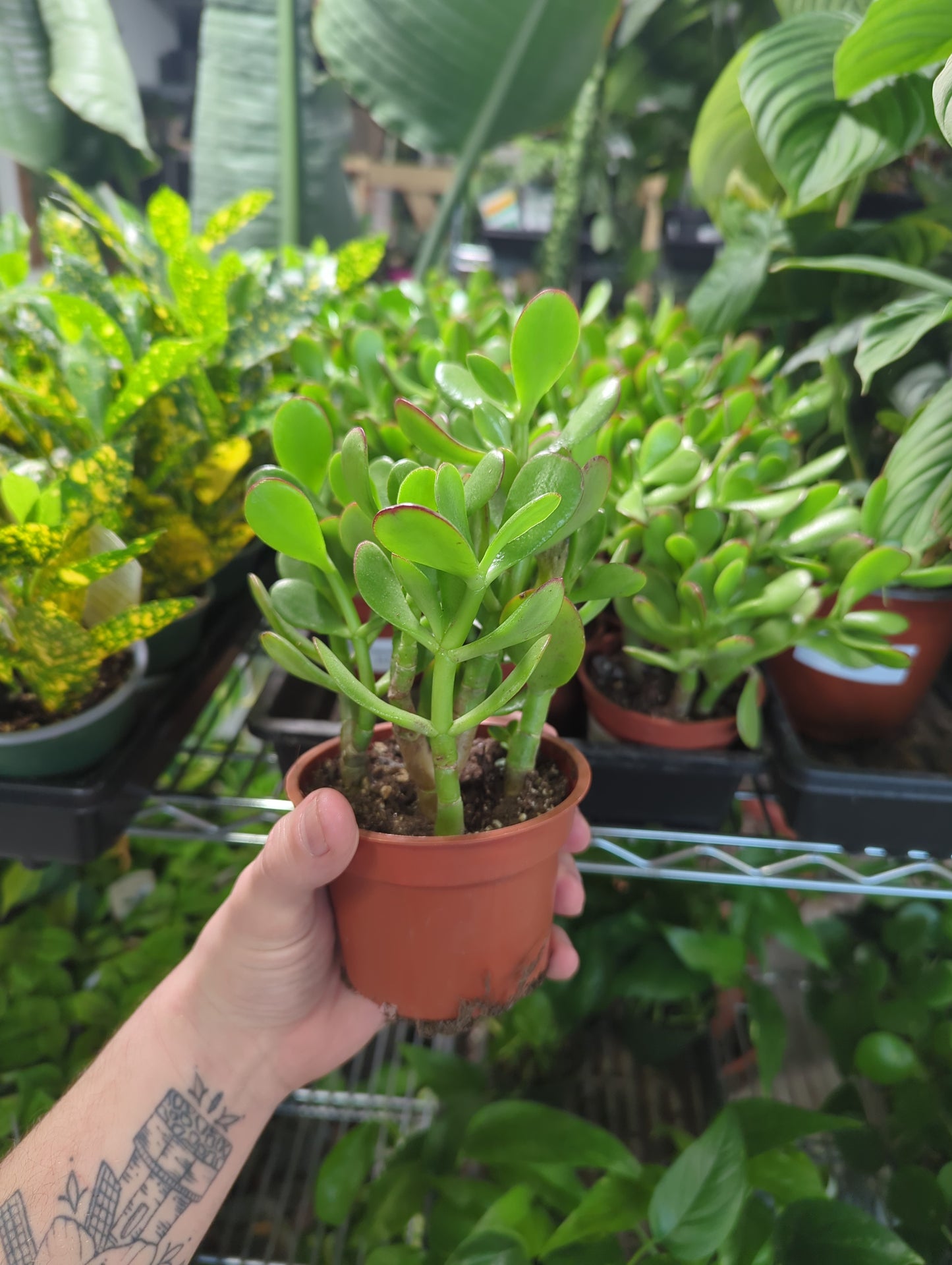 4 IN Jade - Crassula ovata