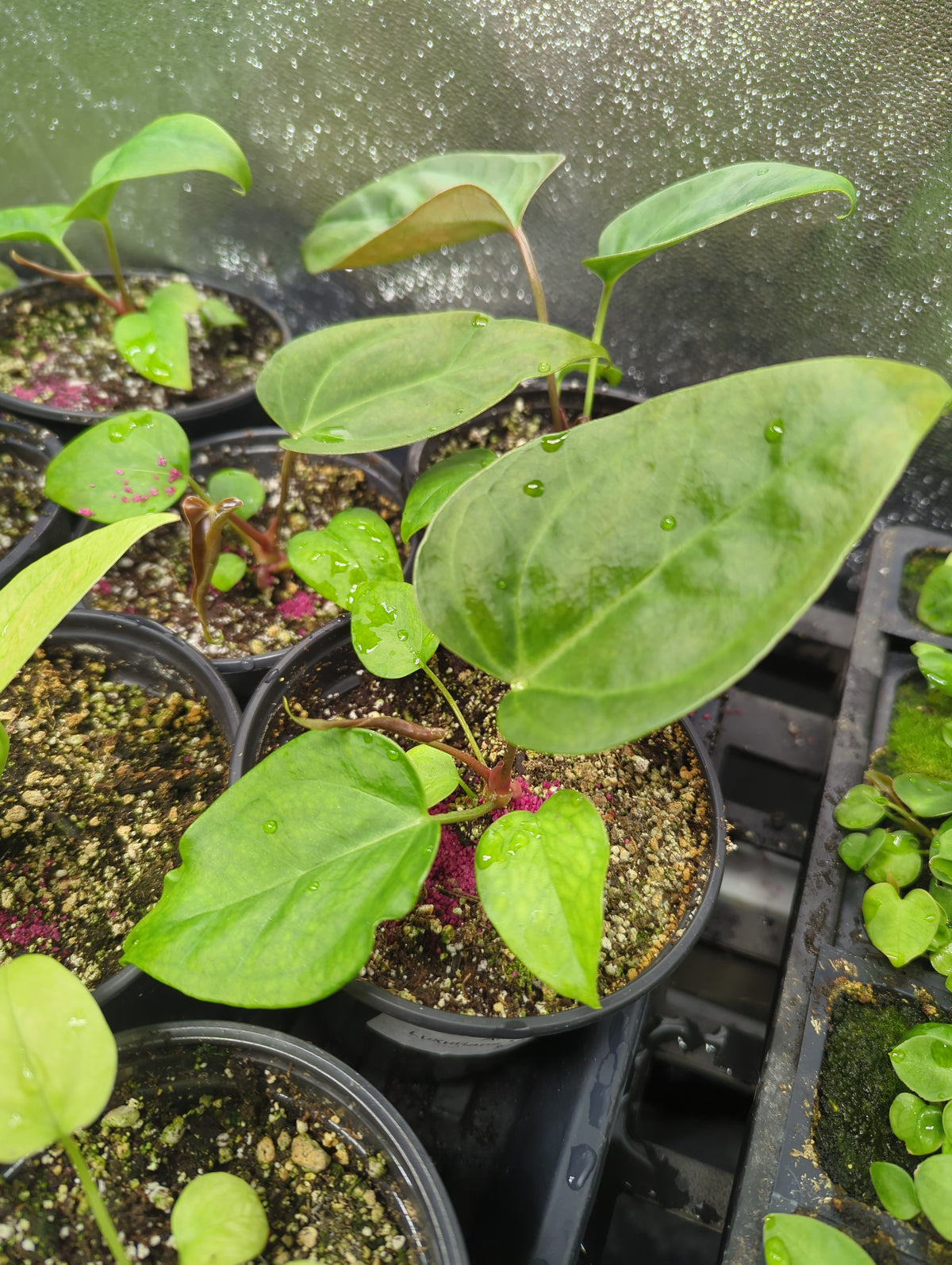 Anthurium Magificum Silver x Luxurians