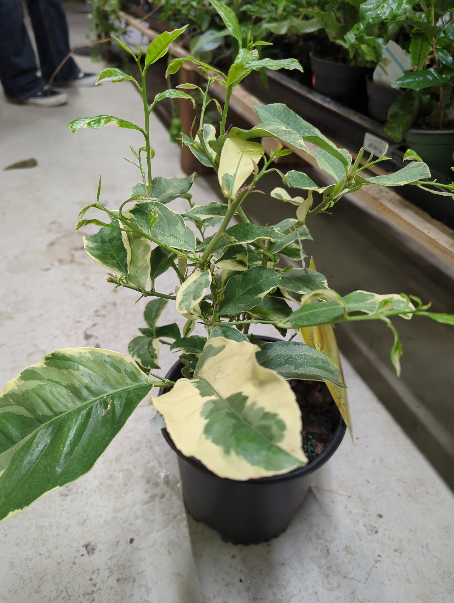 1 G Lemon Variegated Pink