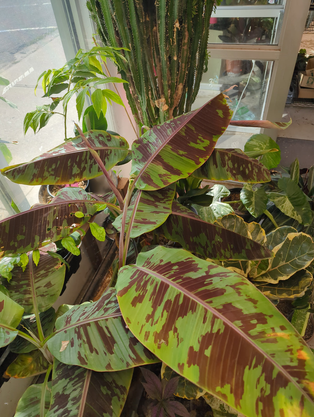 Musa Sumatrana X Cross Purple Banana