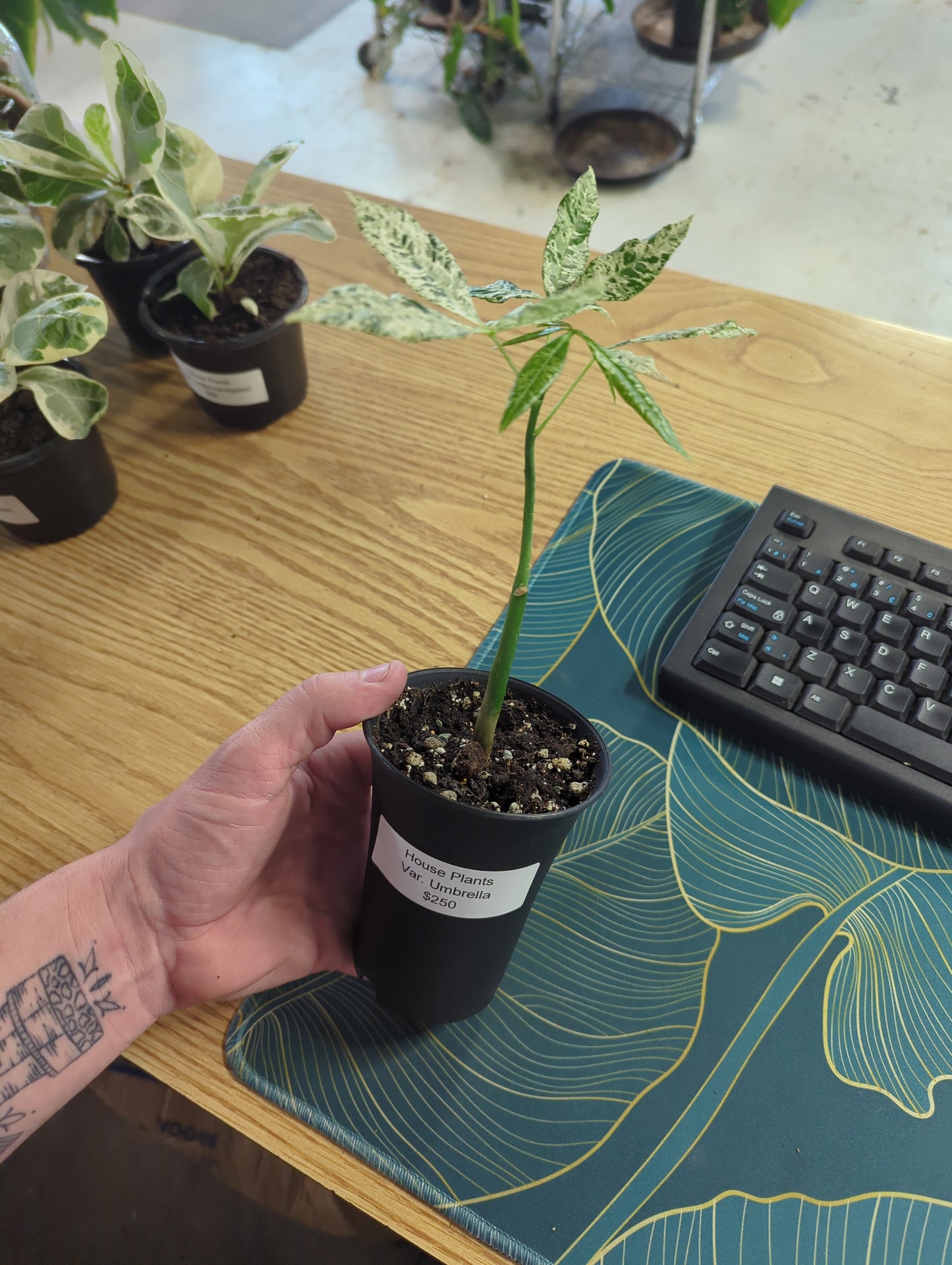 Variegated Umbrella Plant