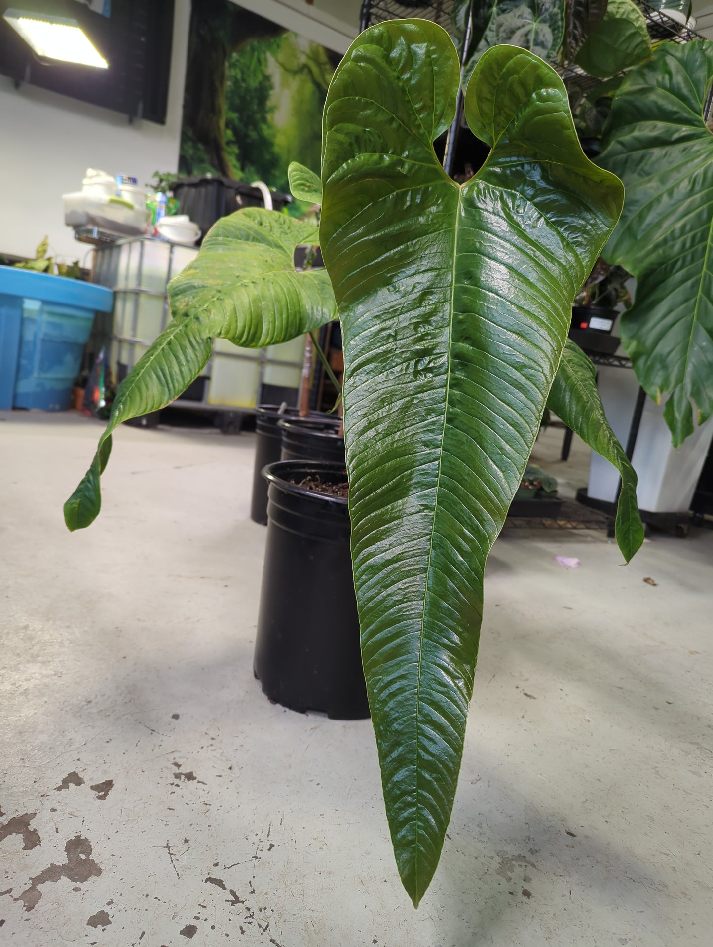 Anthurium offolterianum 5 gal