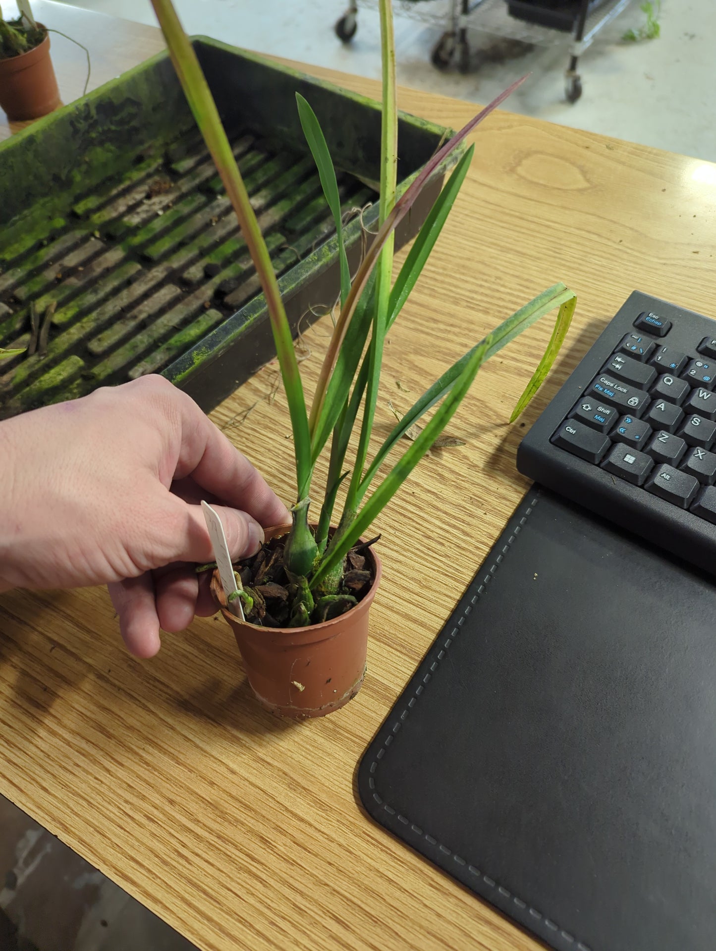 Encyclia Doctor Ben