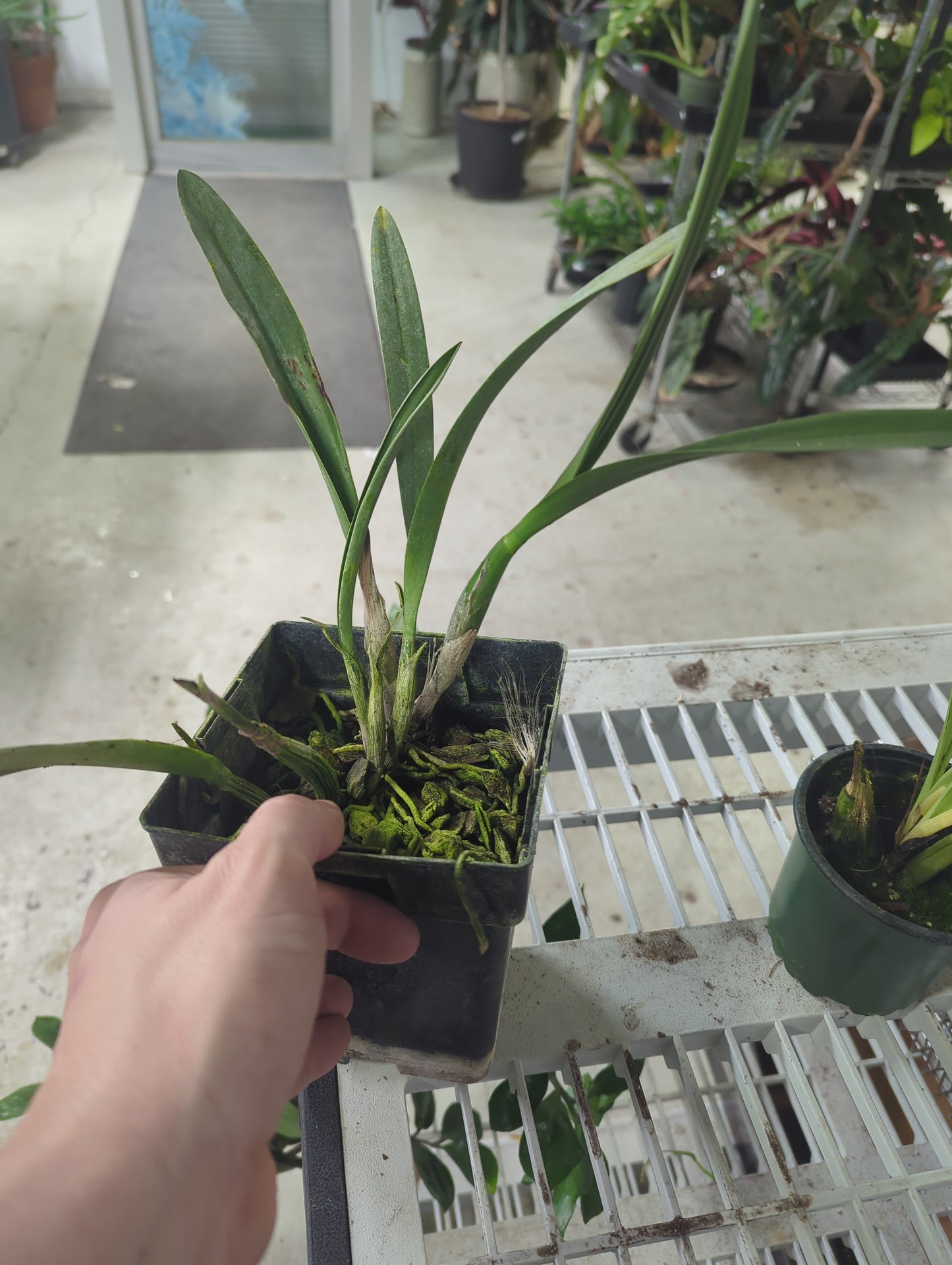 Catyclia Hawaiian Rose