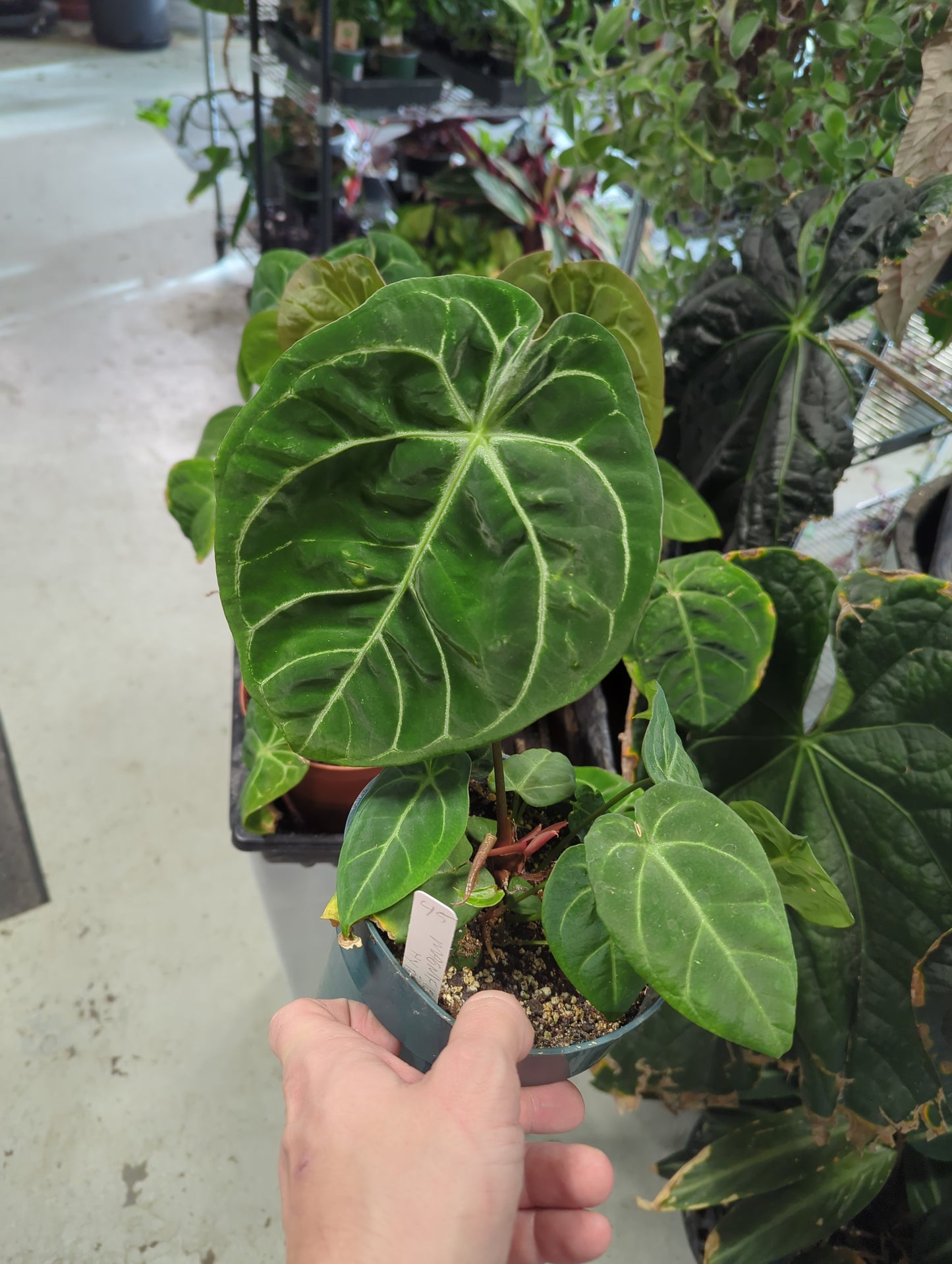 Anthurium Magnificum Hybrid 6"