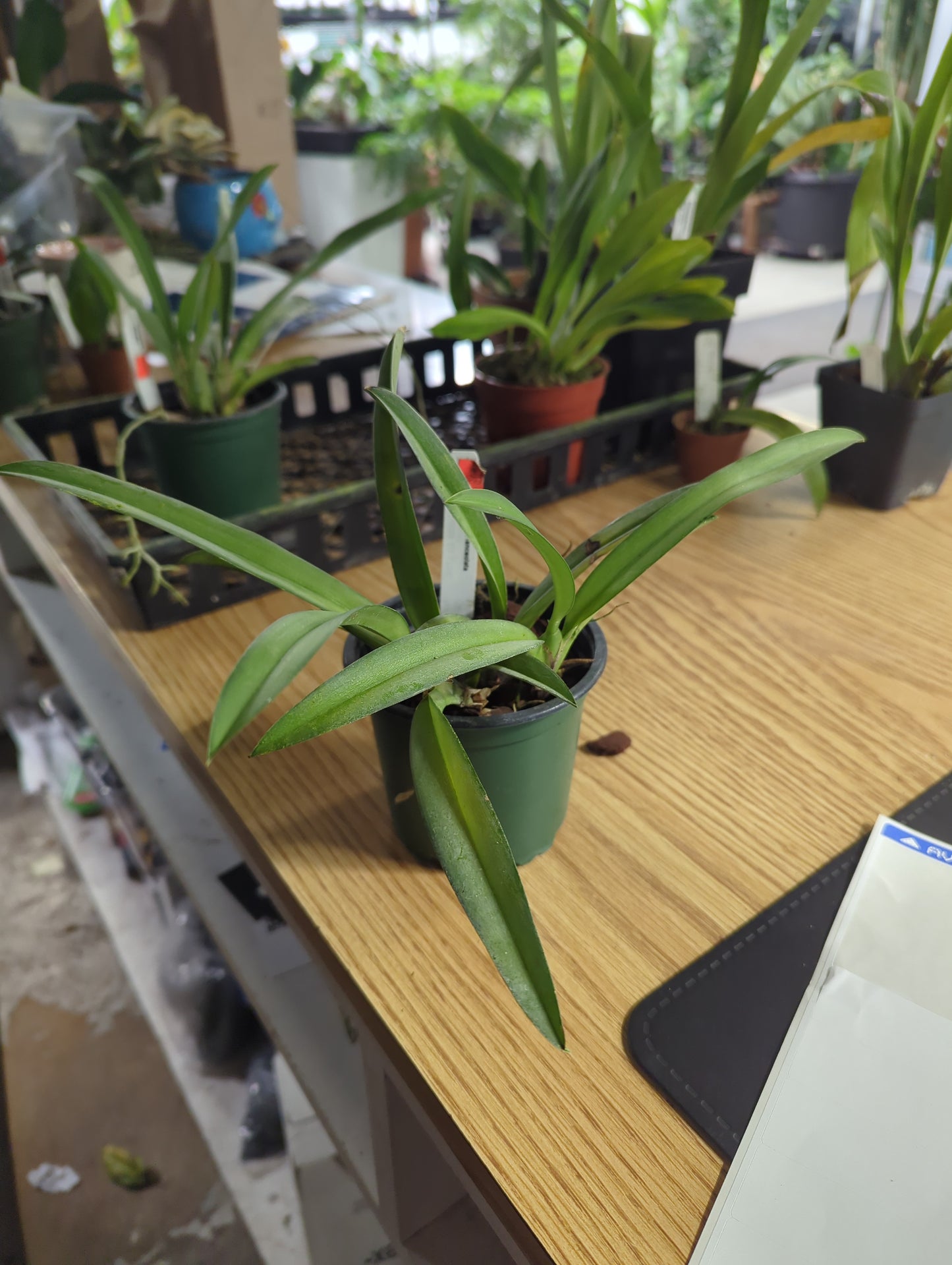 Rodriguezia Lanceolata