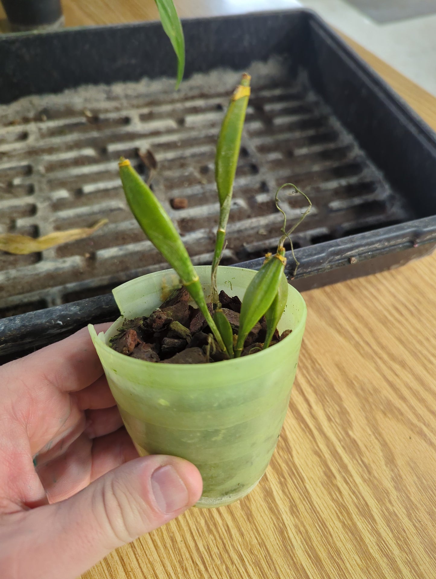 Dendrobium Farmeri Aureoflava