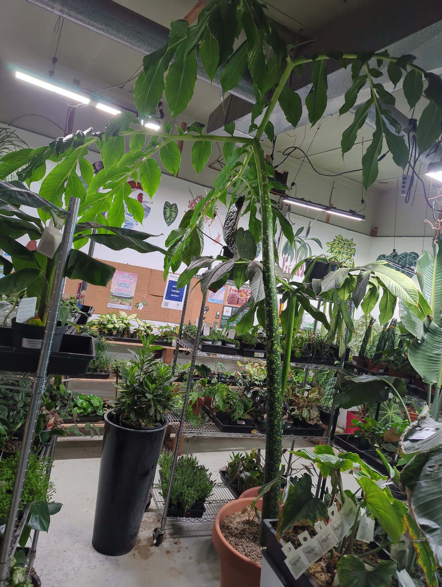 Titan Arum Corpse Flower Plant