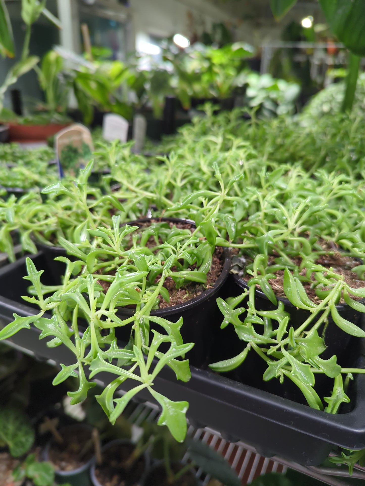 String of Dolphins 4"