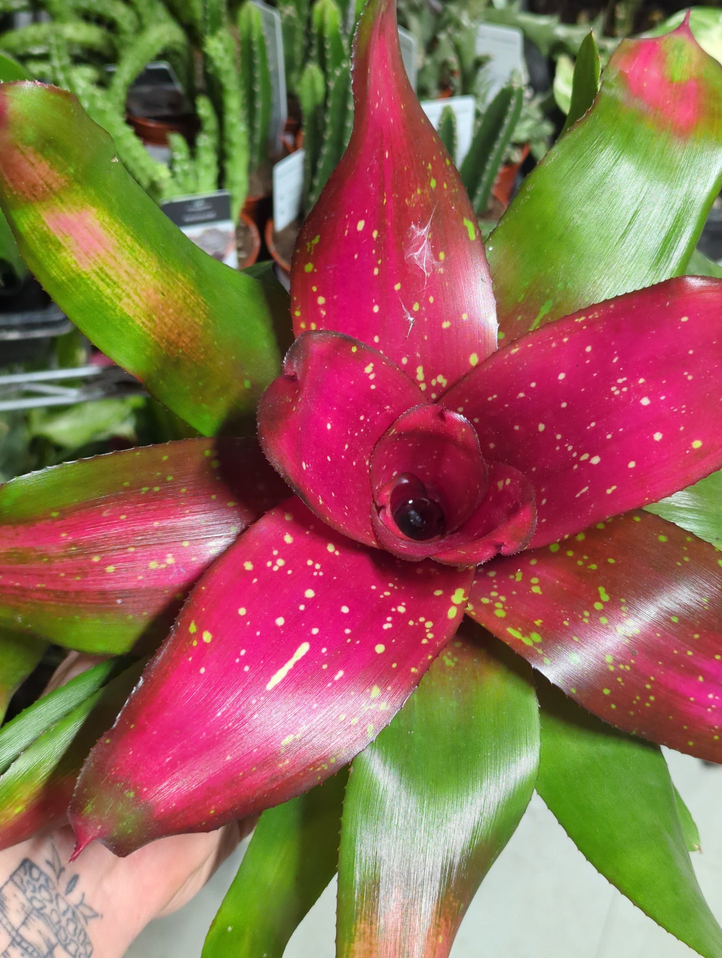 Neoregelia asst 6"