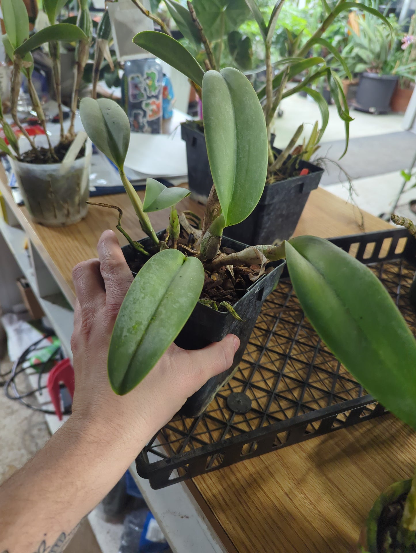 Potinara Edith North 'danny Adams' x Blc. George King Southern Cross