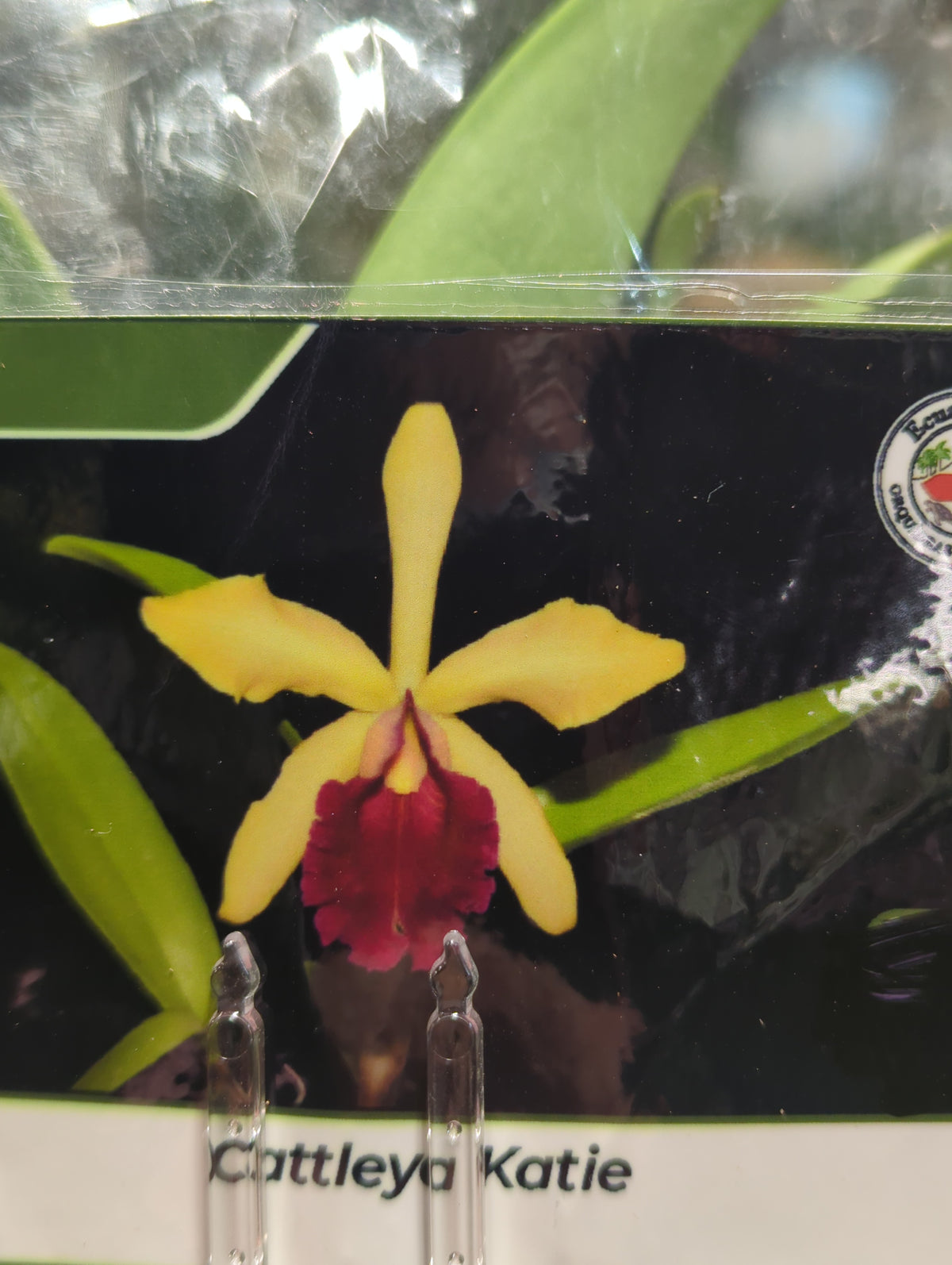 Cattleya Katie 4 in orchid