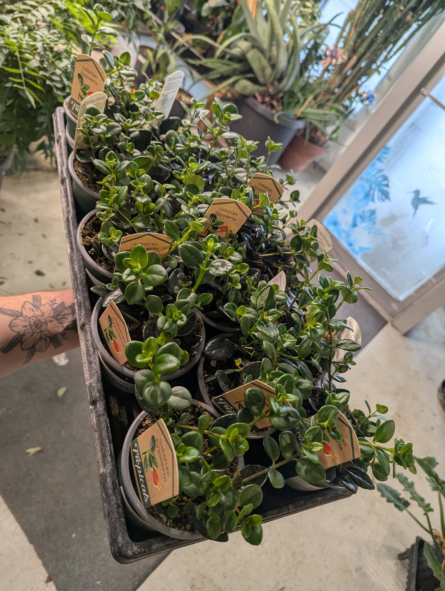 Goldfish Plant Hypocerta