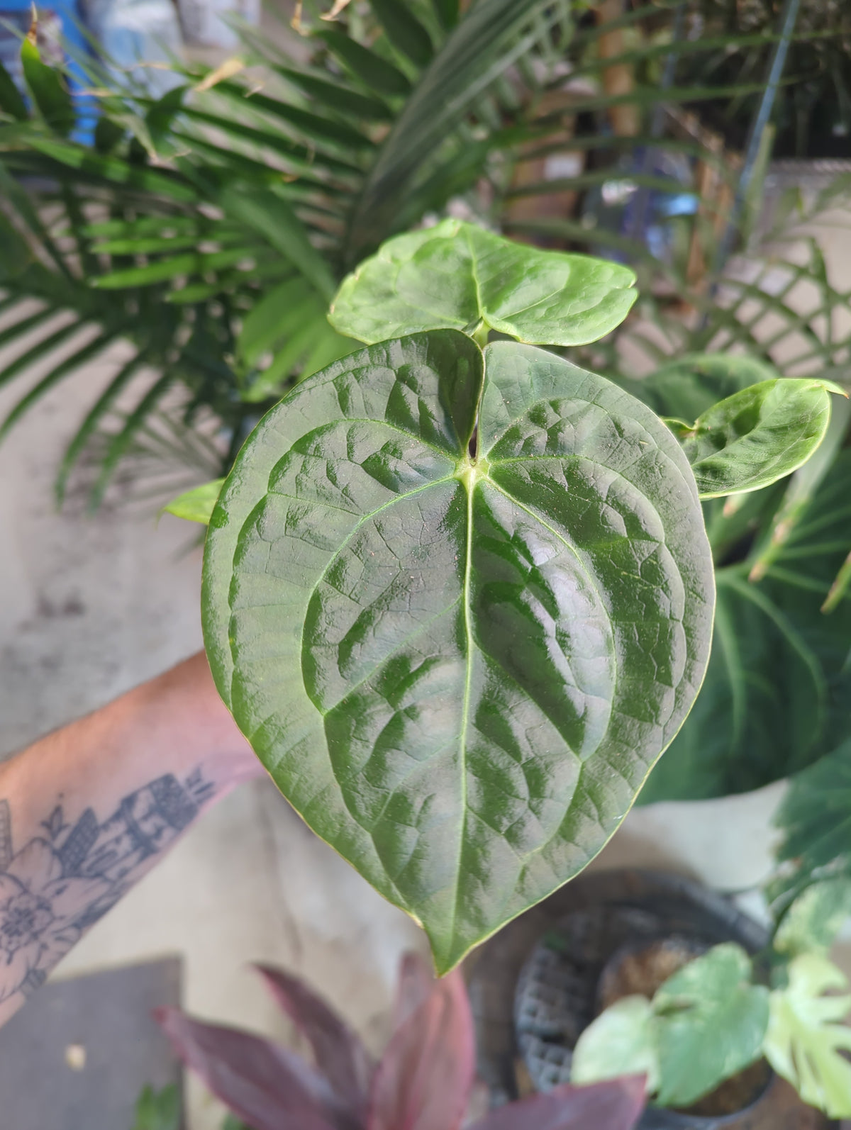 Anthurium Dorayaki x Luxurians