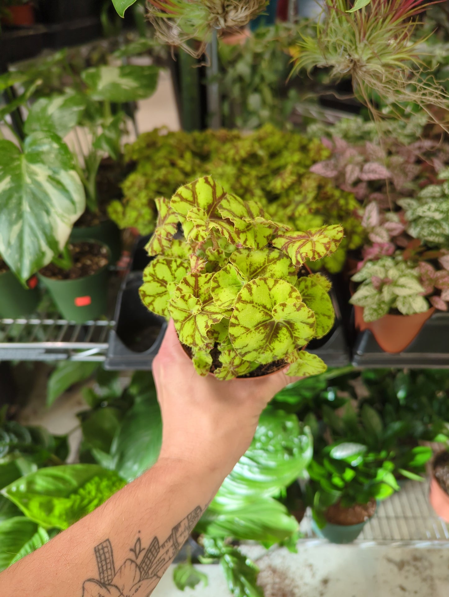 Begonia Spirit of Mauritius