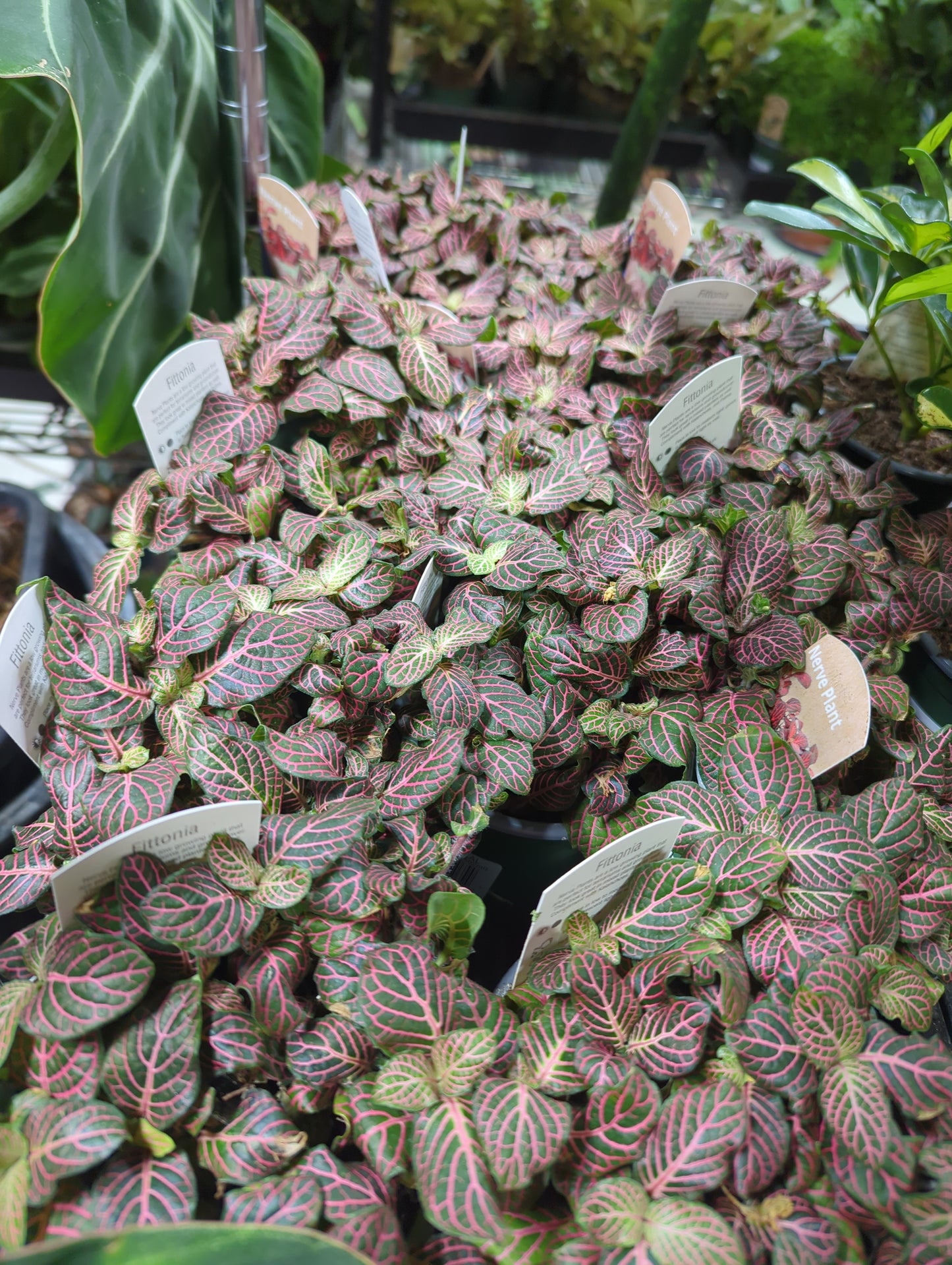 NERVE PLANT Pink