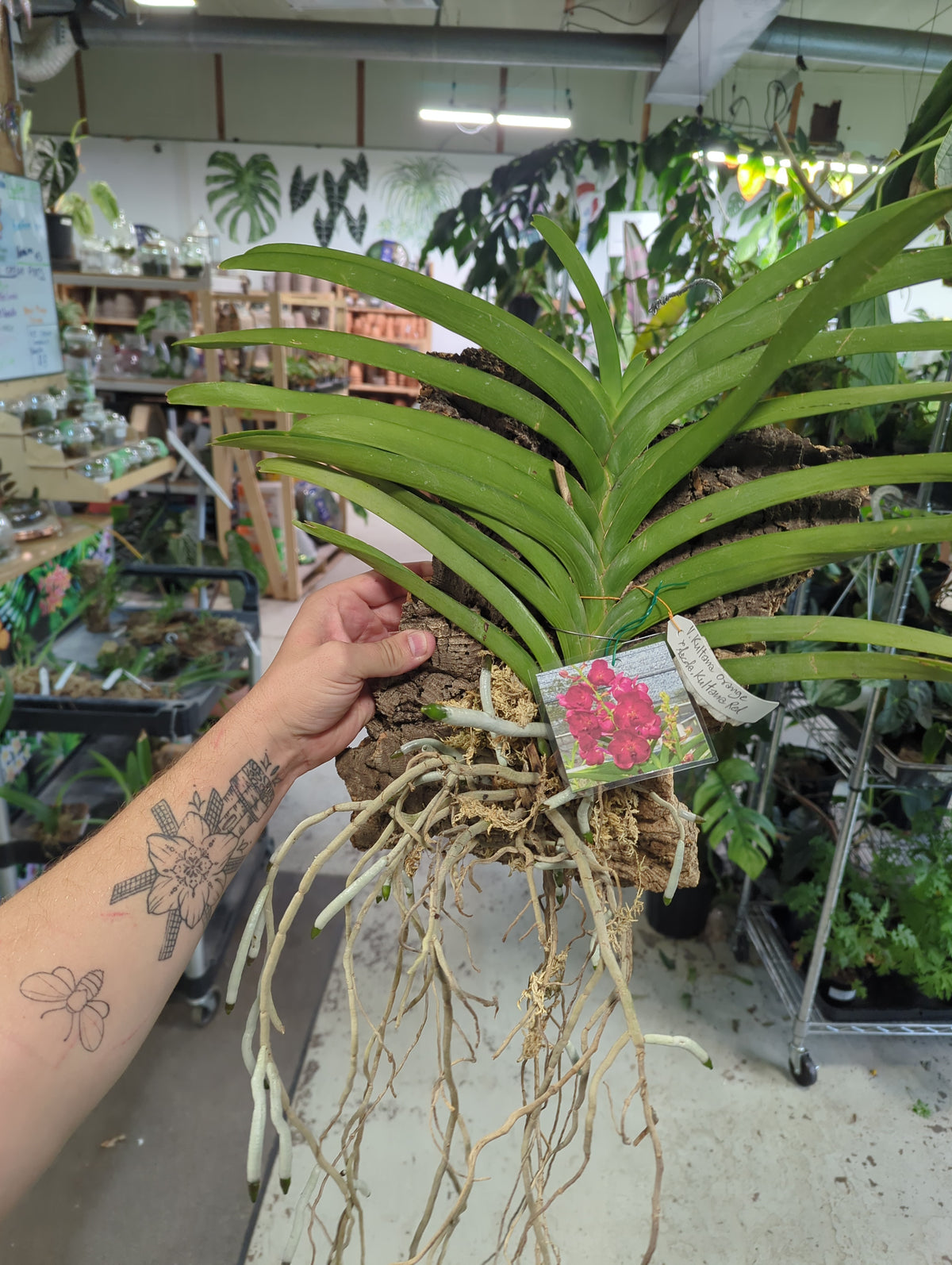 Vanda Kultana Orange x Kultana Red orchid