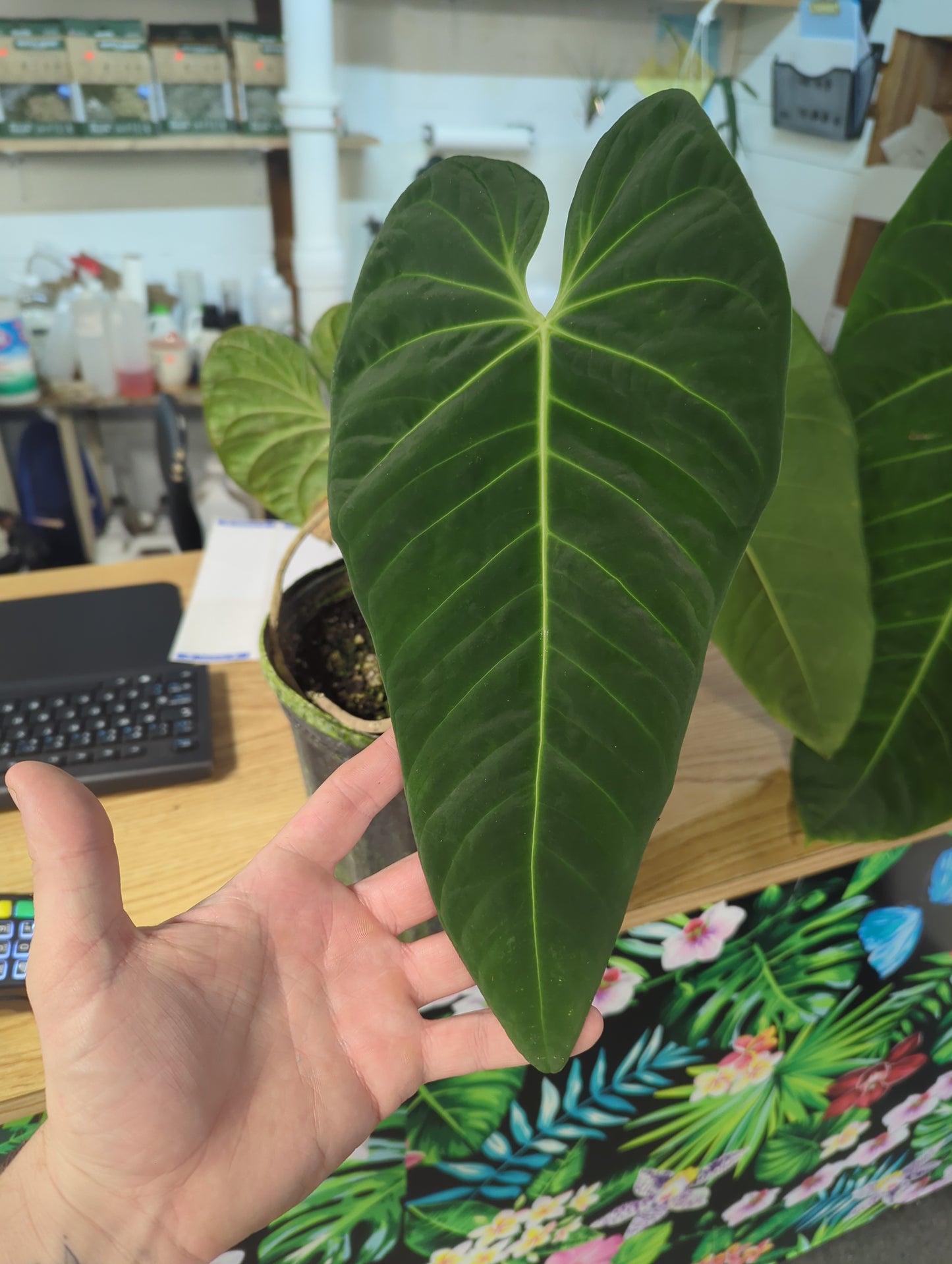 ANTHURIUM CIRINOI VELVET