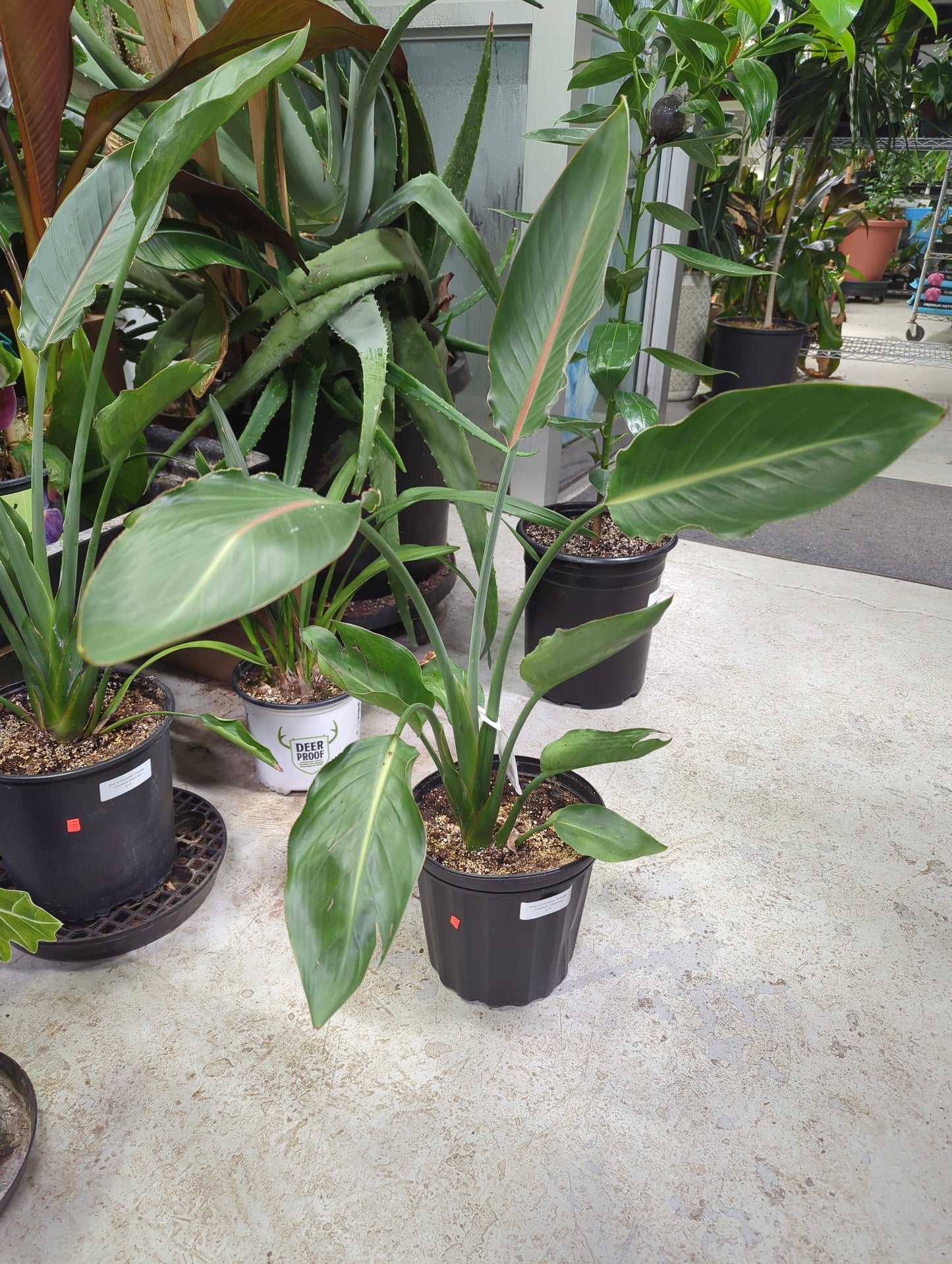 Orange Birds - Strelitzia reginae. 2 gallon pot