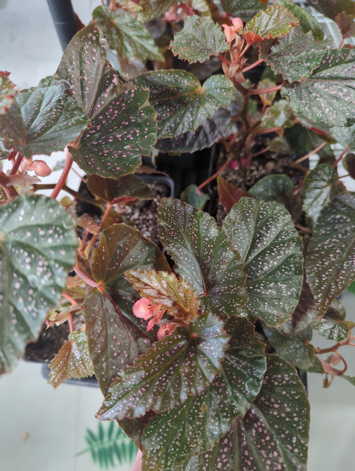 Begonia Pink Dot