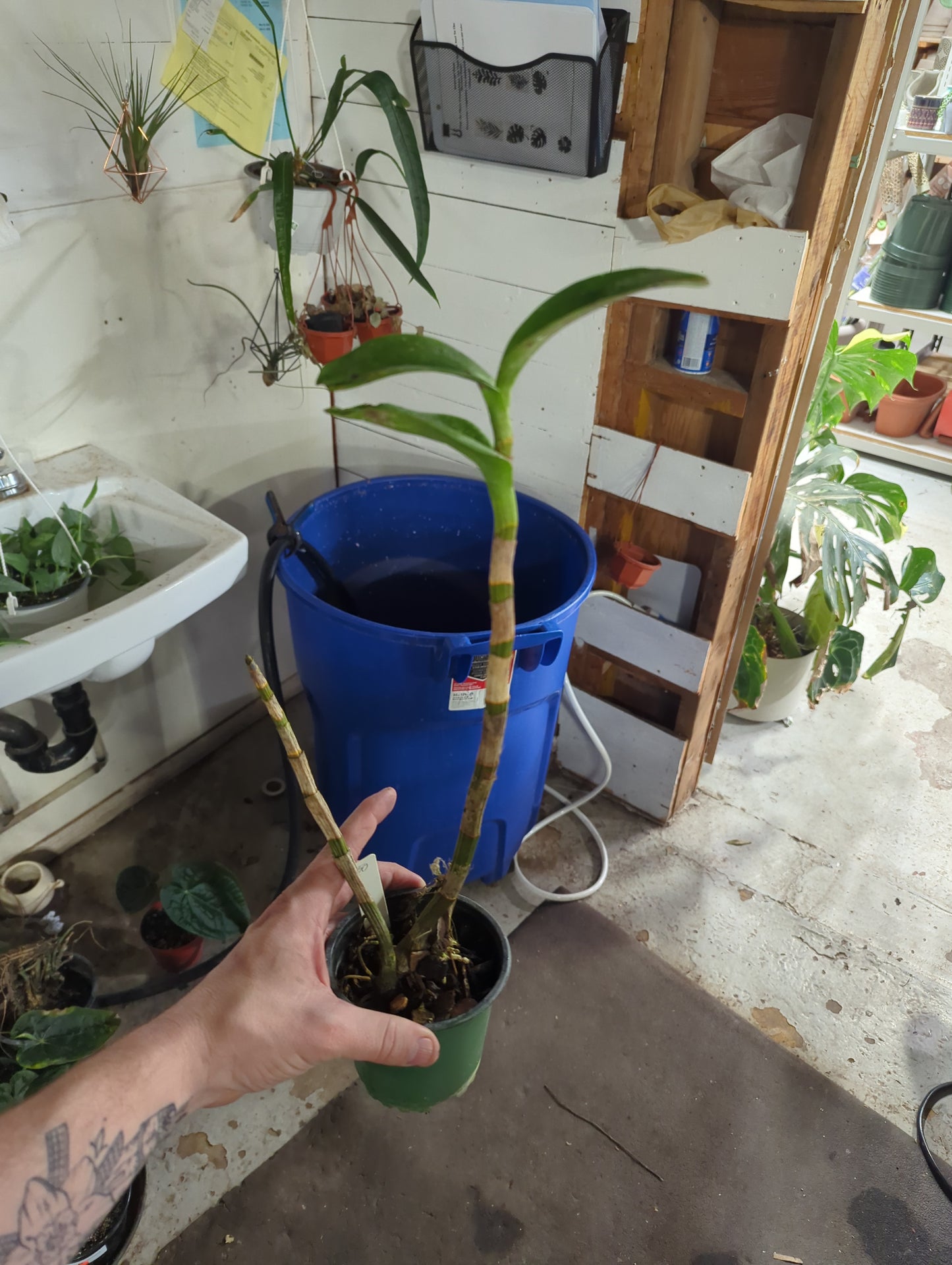 Dendrobium Burana Gold