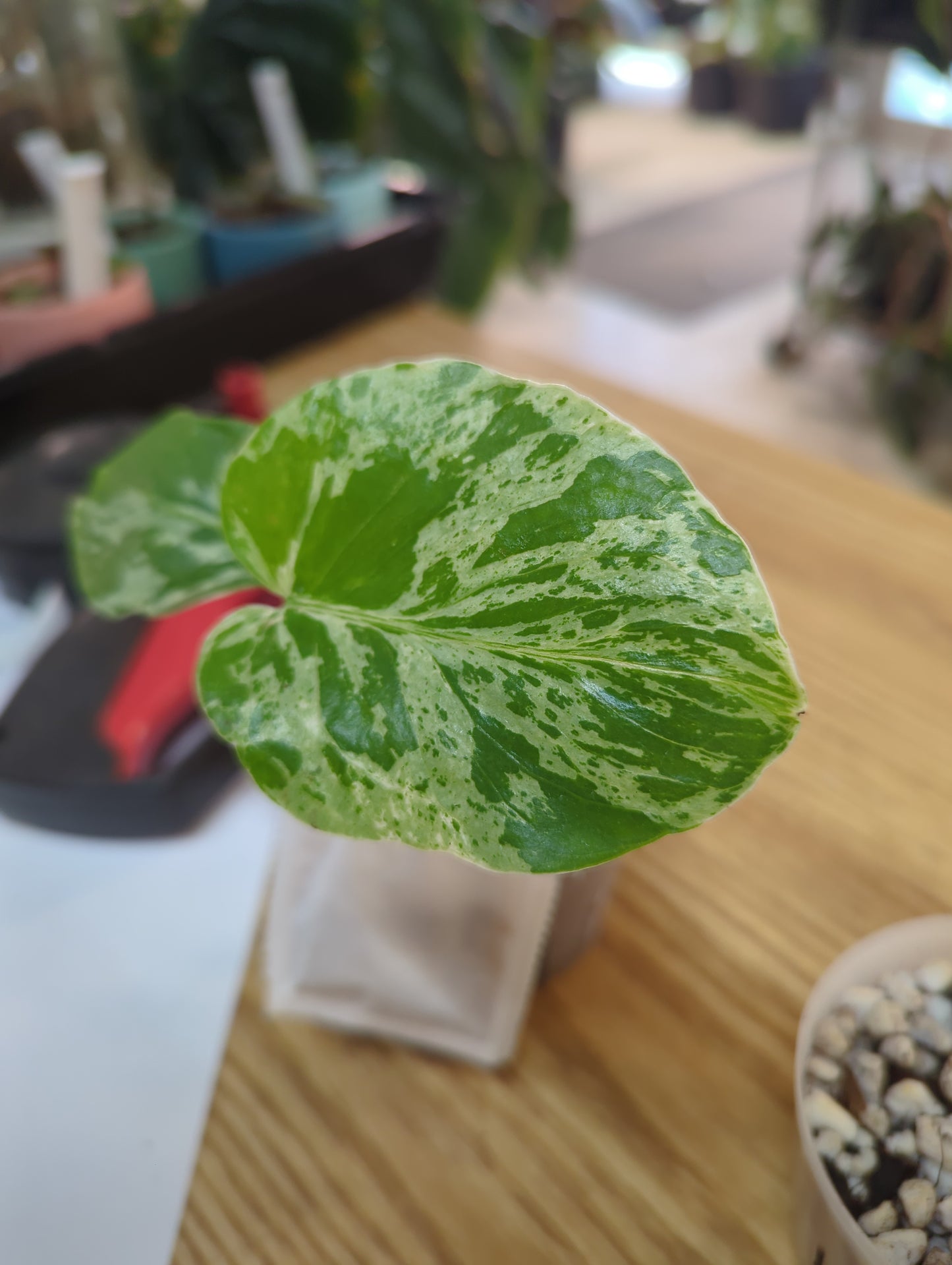 Monstera Bulbasaur