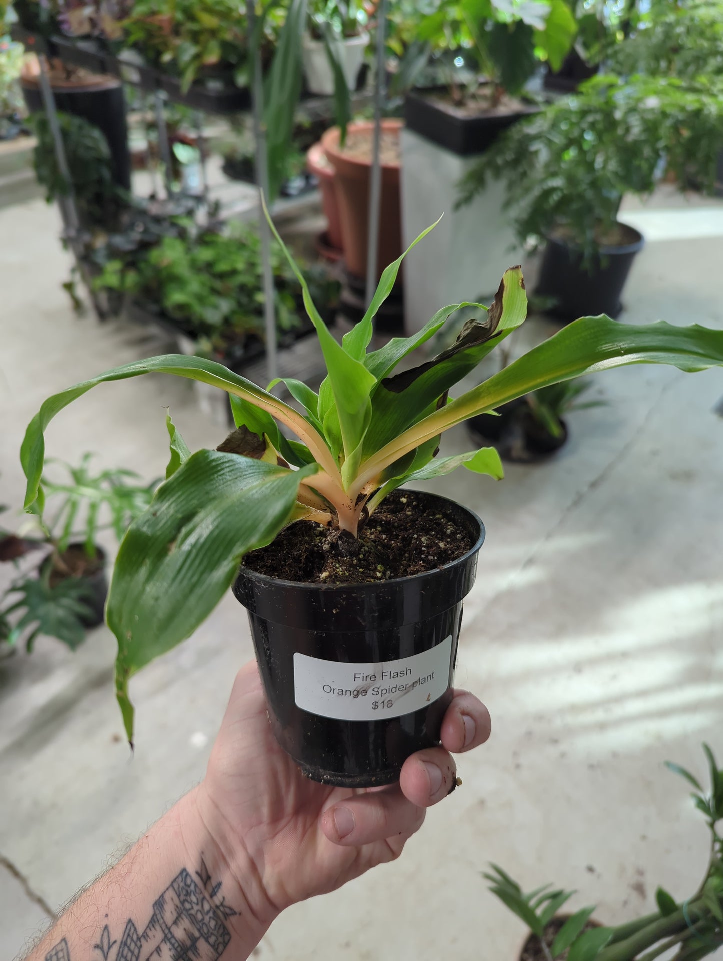 4 inch Spider Plant Orange / Fire Flash