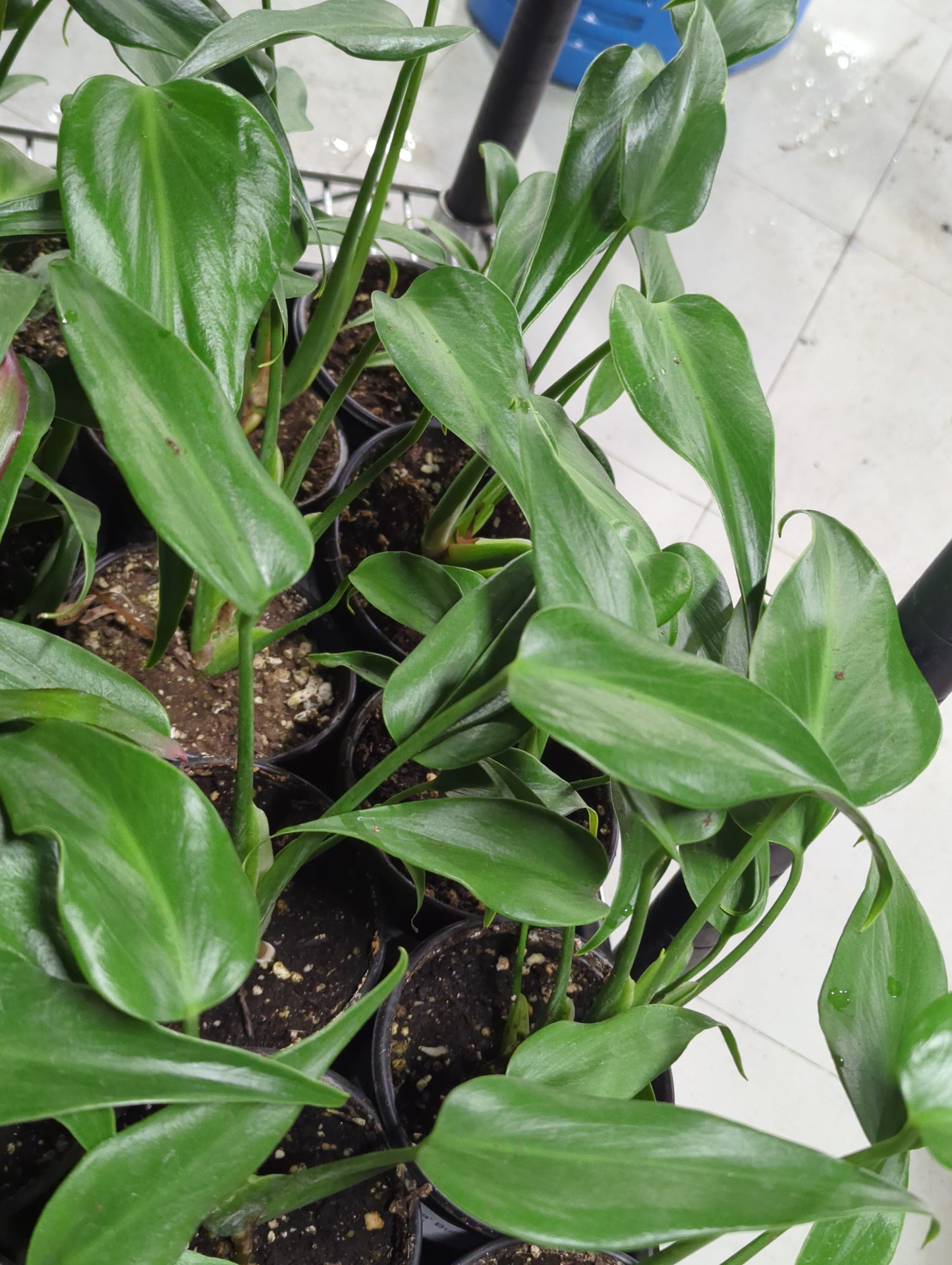 Monstera 'Dilacerata' Burle Marx Flame 4"