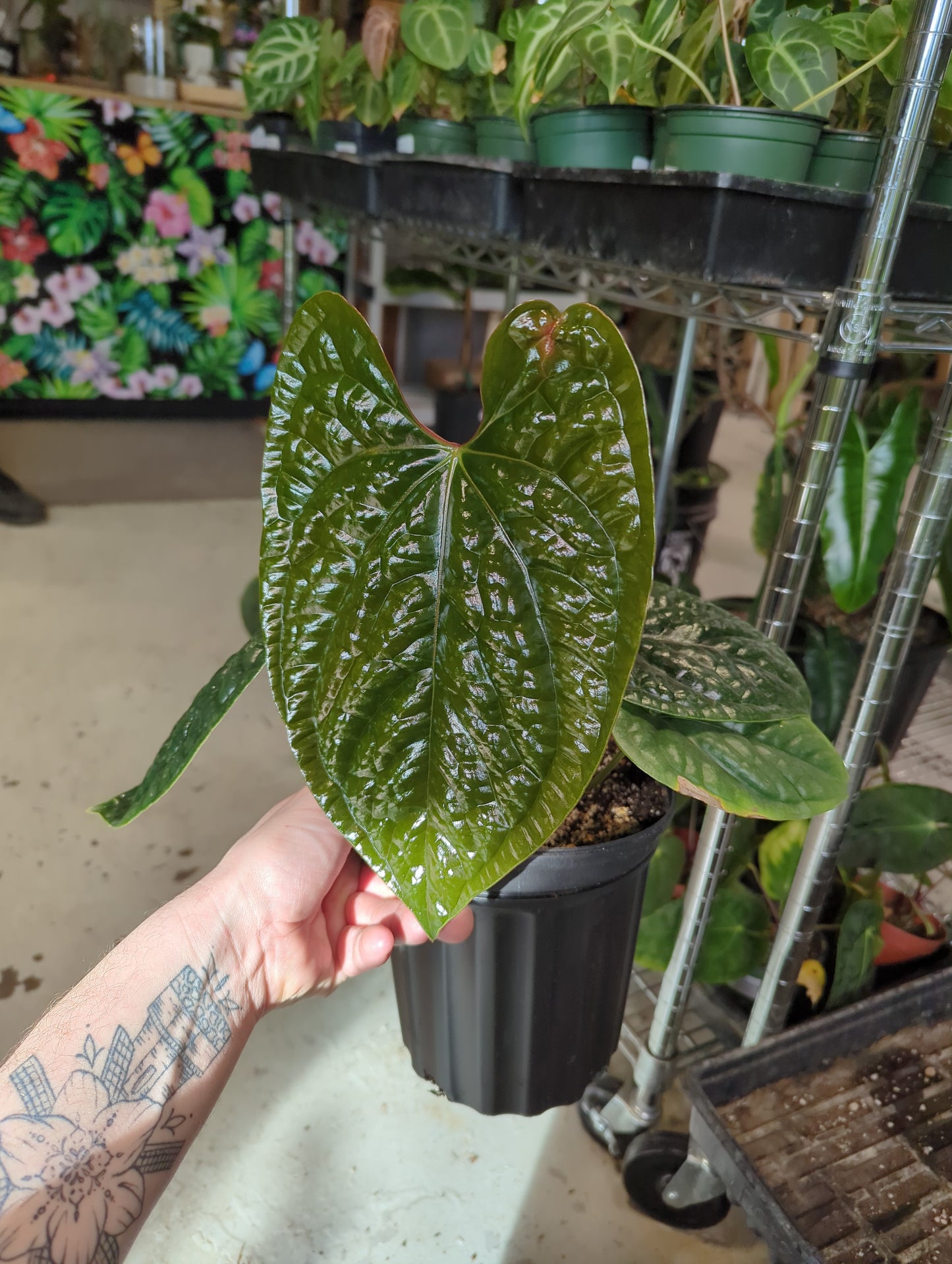 Anthurium Luxury Jungle