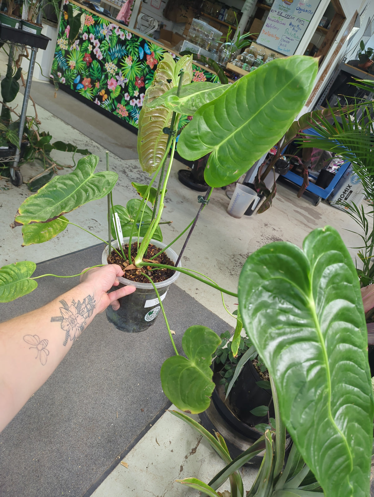 Anthurium Veitchii