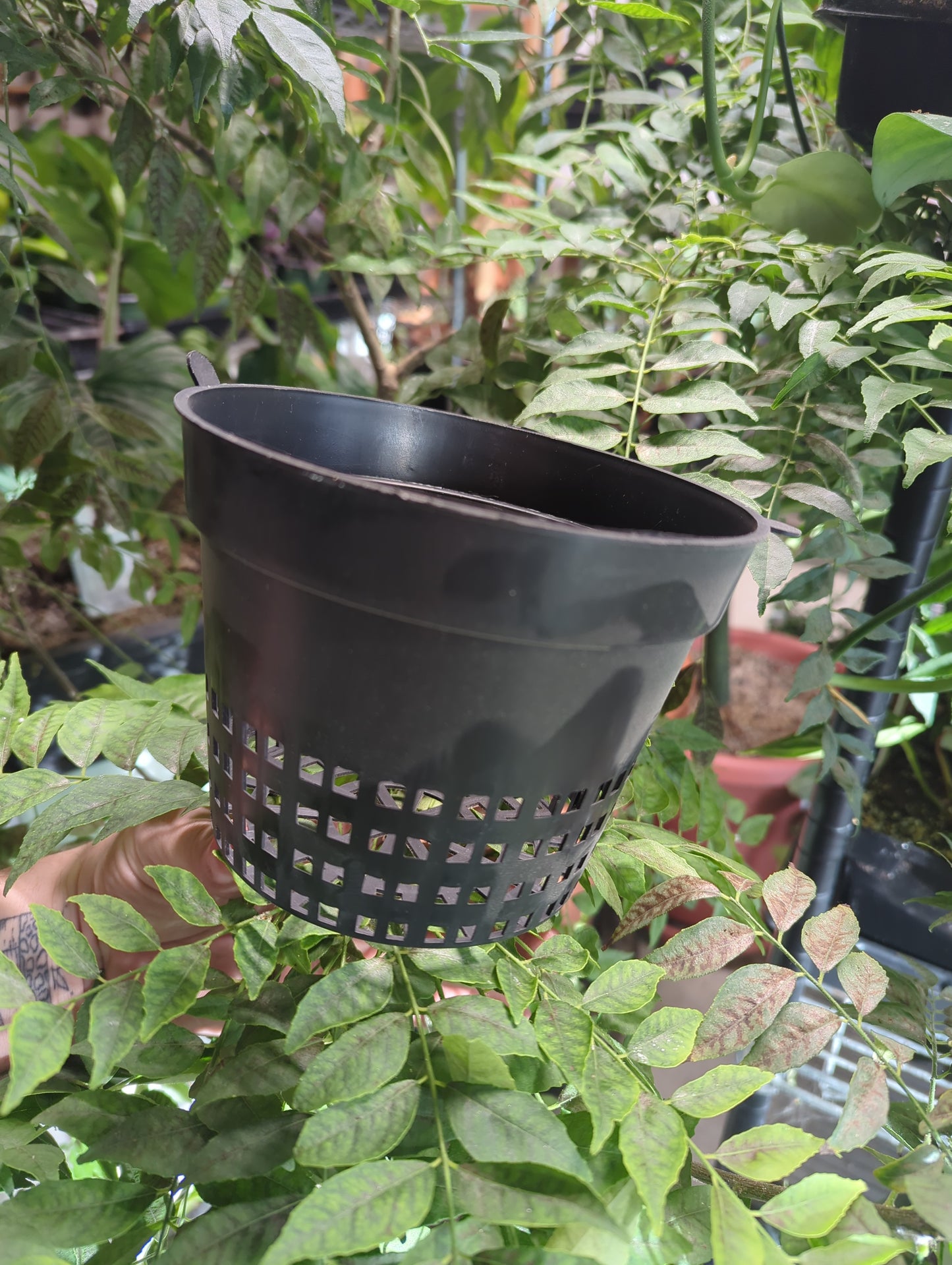 Gro Pro Net Pot 6 in Black